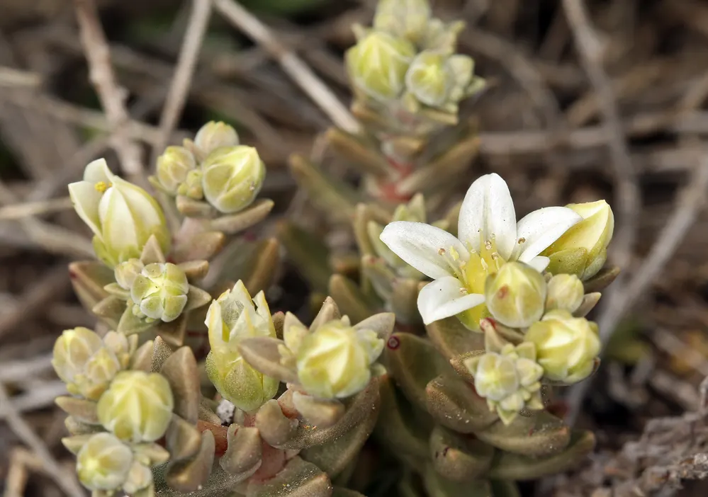 Dudleya (Dudleya Brittonii) — reaching up to 18 inches in diameter; ideally receiving a few hours of direct sunlight daily