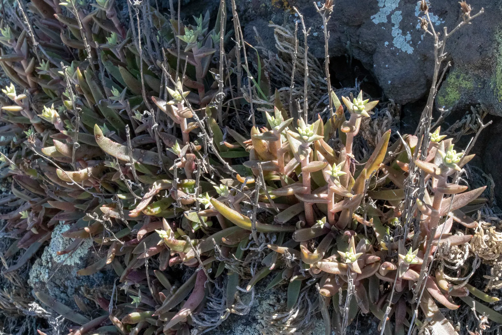 Dudleya (Dudleya Brittonii) — It requires minimal maintenance and is best positioned in full sun to partial shade, image 67