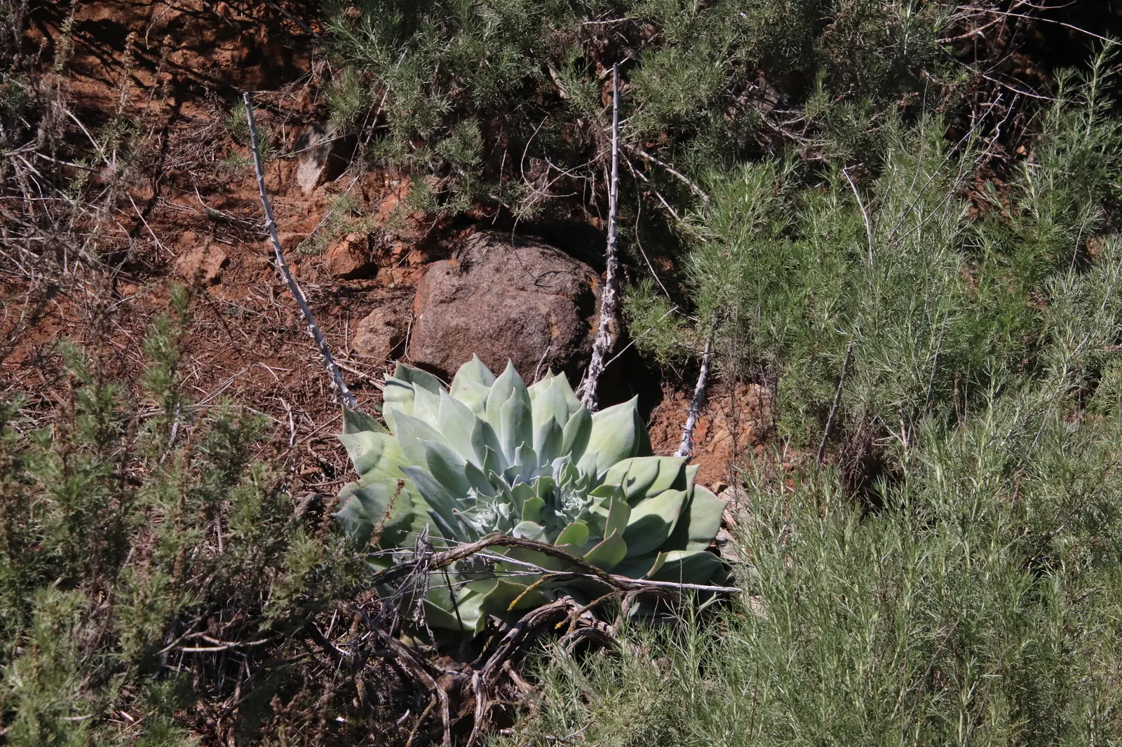Dudleya (Dudleya Brittonii) — up to 2-foot tall inflorescences capped with clusters of bright red to coral flowers; dudleya brittonii sends up erect, image 70