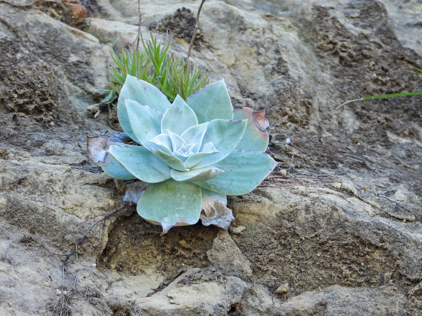 Dudleya (Dudleya Brittonii) — attracting pollinators such as hummingbirds; succulent for full or half