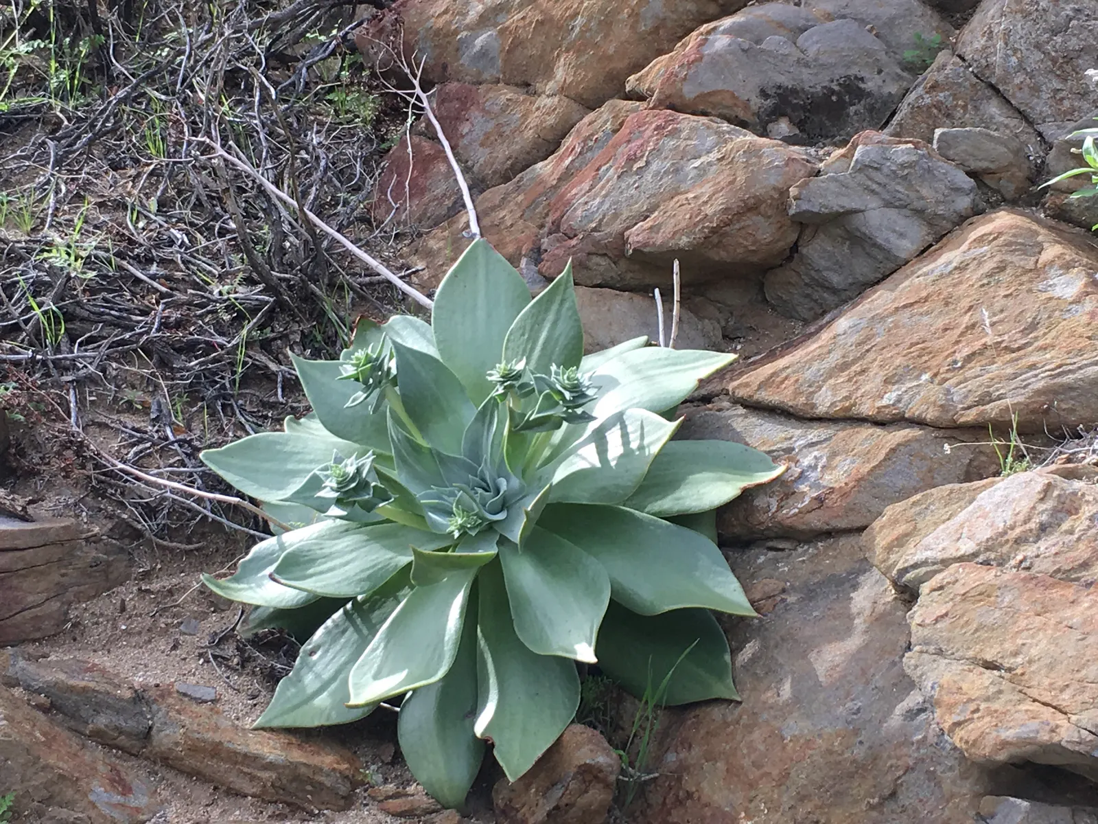 Dudleya (Dudleya Brittonii) — reaching up to 18 inches in diameter; ideally receiving a few hours of direct sunlight daily, image 59