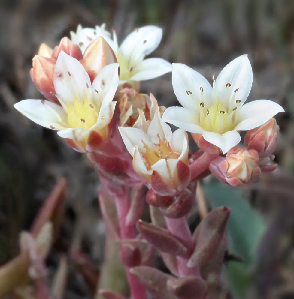 Dudleya (Dudleya Brittonii) — This plant prefers well-drained soil and thrives in USDA zones 9-11