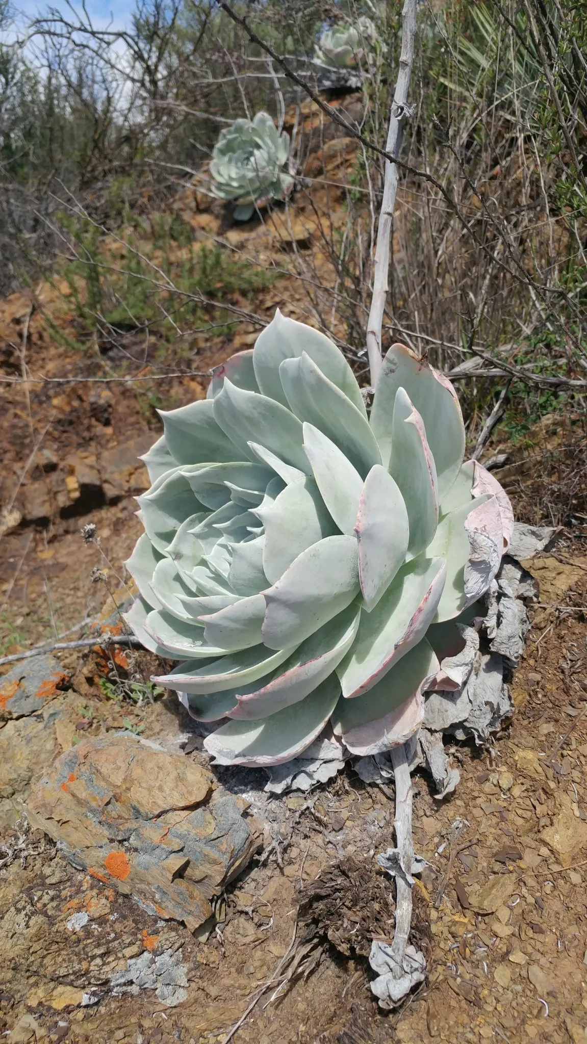 Dudleya (Dudleya Brittonii) — ideally receiving a few hours of direct sunlight daily; yellow flowers in the garden, image 87