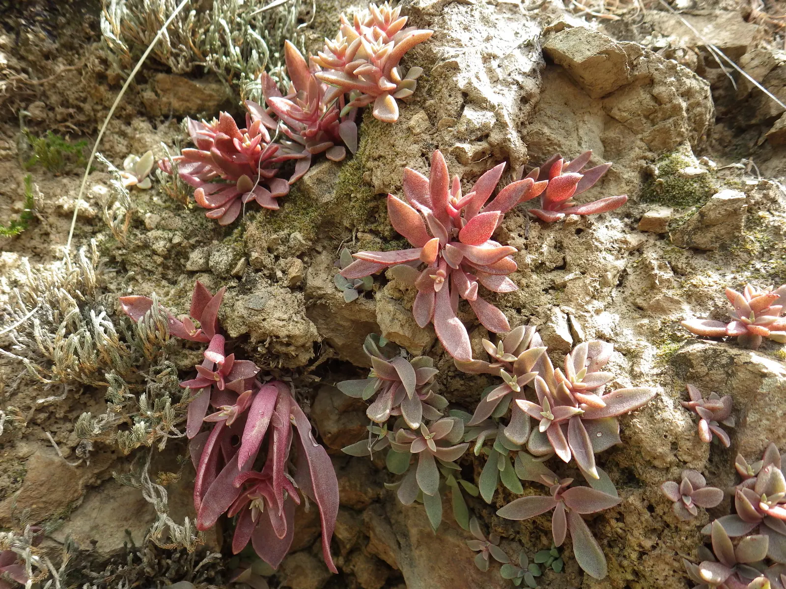 Dudleya (Dudleya Brittonii) — this perennial plant boasts silvery-white rosettes that can reach a substantial diameter of up to 18 inches; this, image 47