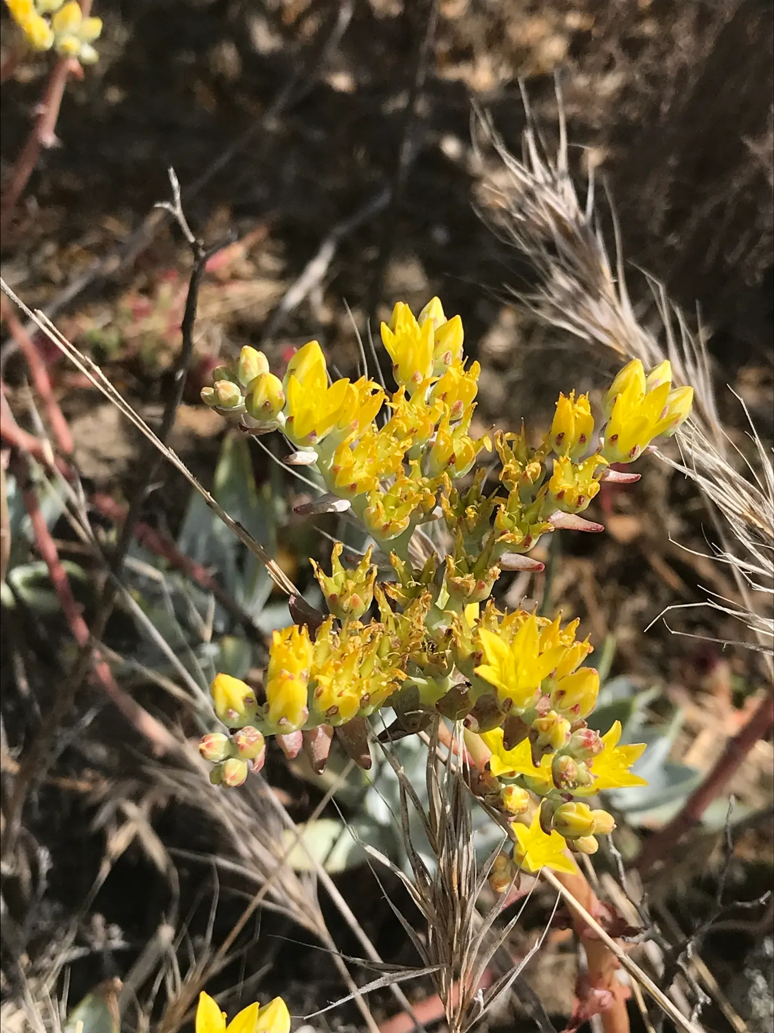 Dudleya (Dudleya Brittonii) — commonly known as Giant Chalk Dudleya or Britton's Dudleya; native to Baja California