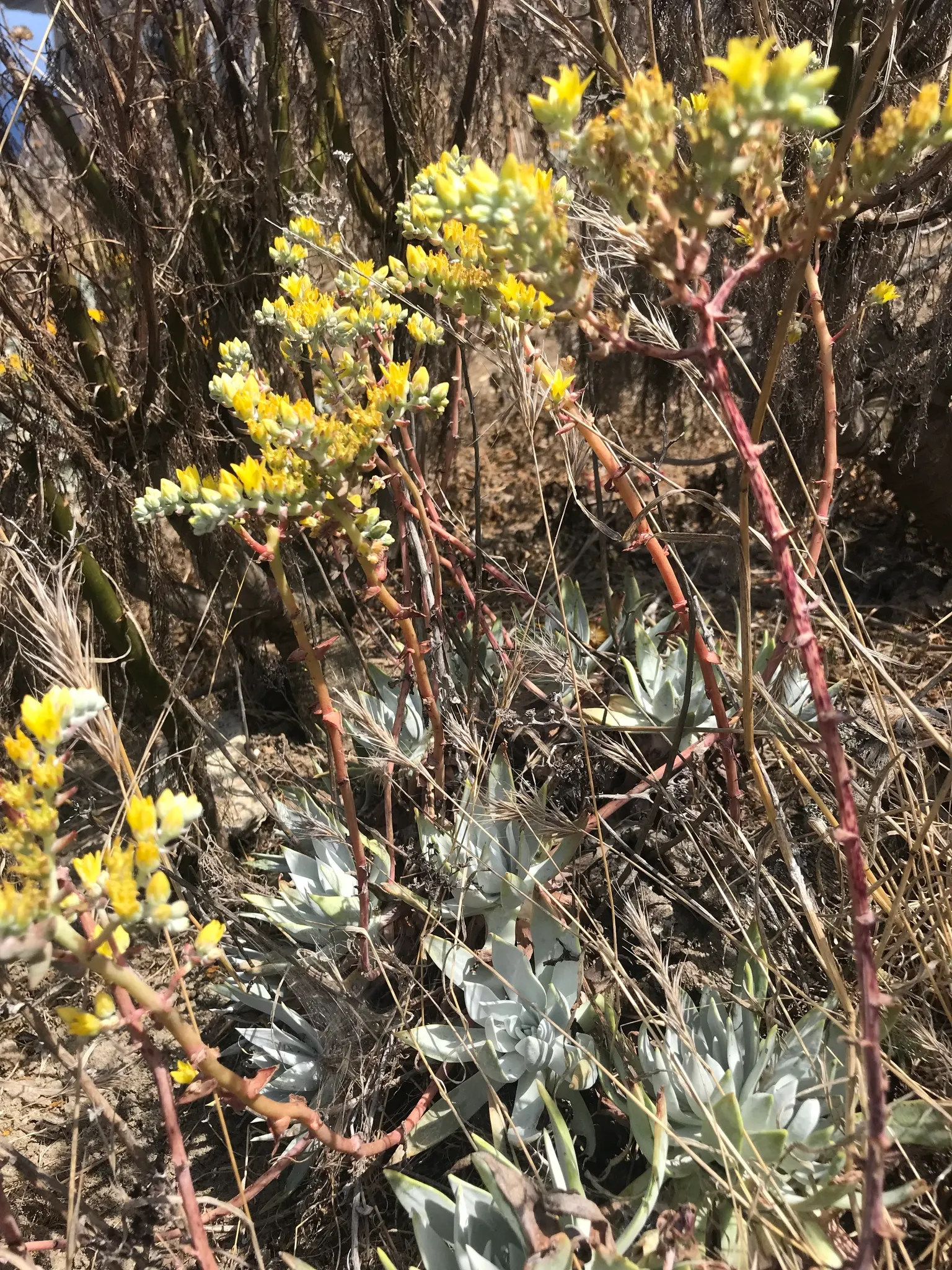 Dudleya (Dudleya Brittonii) — Dudleyas produce yellow inflorescences on tall stalks in summer