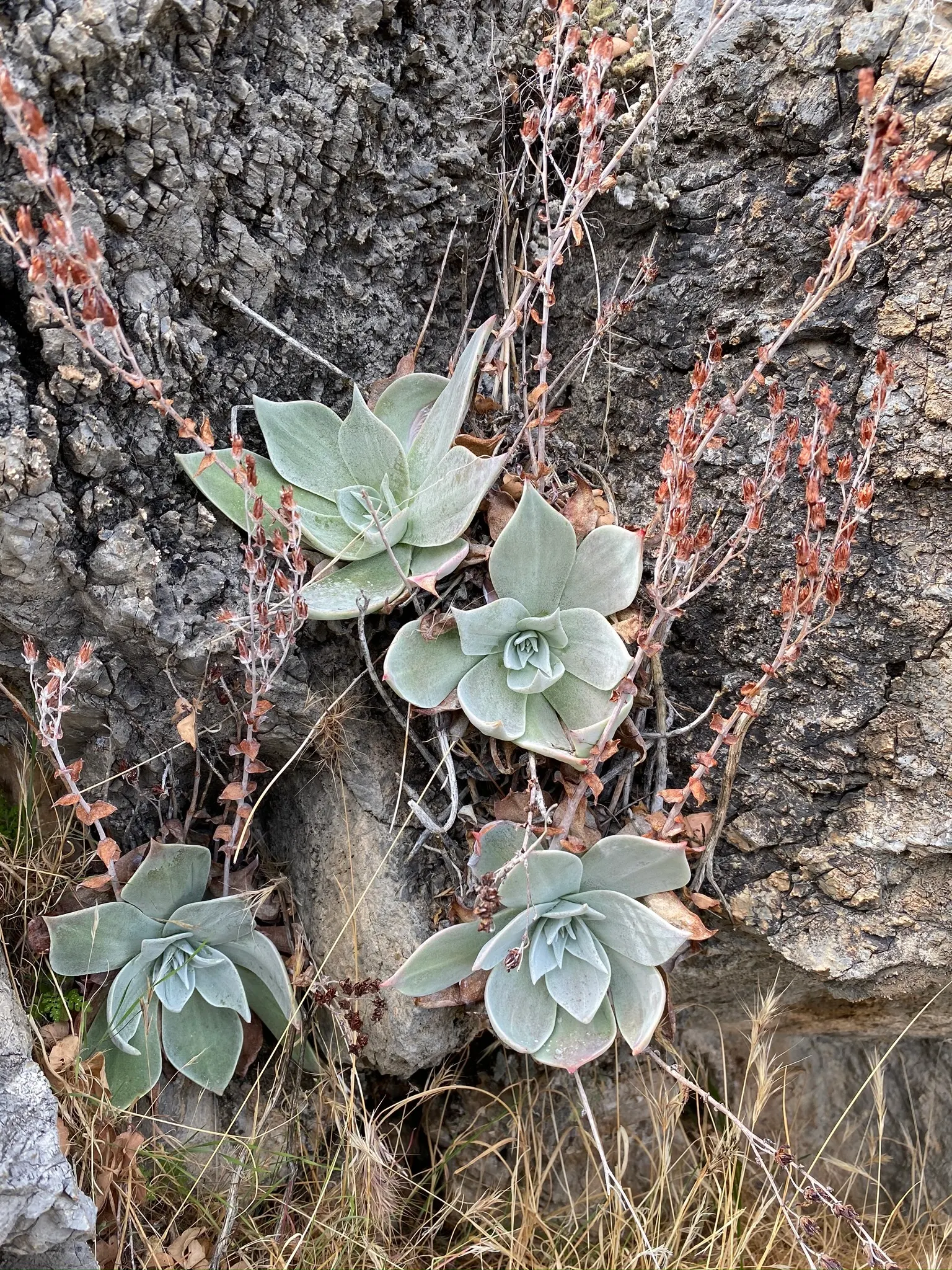 Dudleya (Dudleya Brittonii) — This plant prefers well-drained soil and thrives in USDA zones 9-11; succulent with yellow blooms