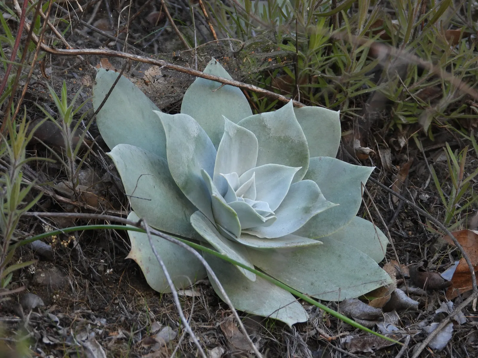 Dudleya (Dudleya Brittonii) — succulent for full or half; and as a focal point in drought-resistant plantings, image 57