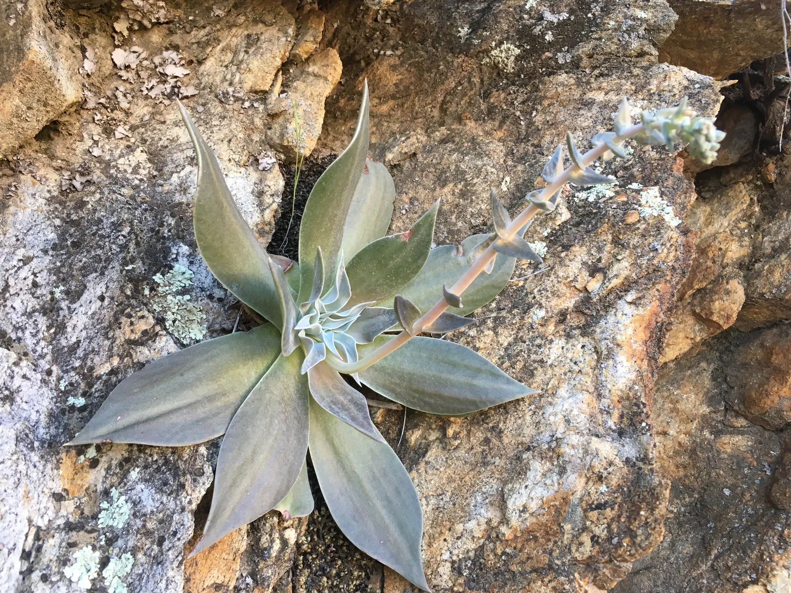 Dudleya (Dudleya Brittonii) — adding a bold contrast to rock gardens or as focal points in xeriscaped designs; the 'Giant Chalk Dudleya,' is a, image 63