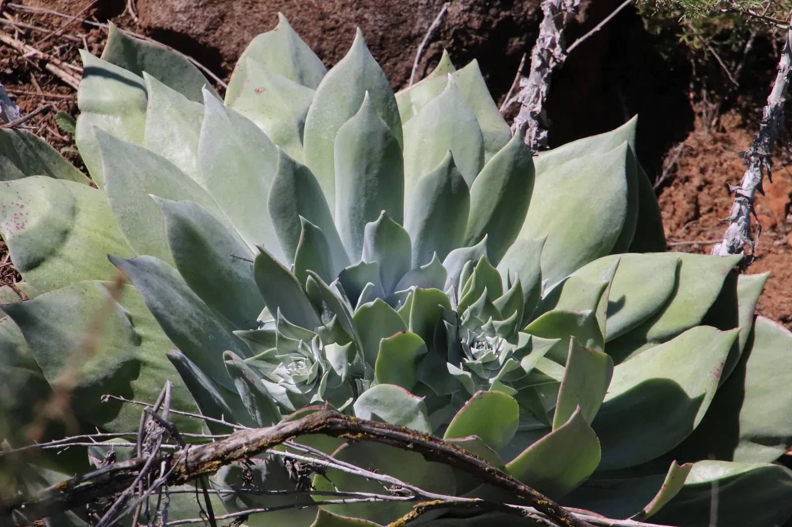 Dudleya (Dudleya Brittonii) — reaching up to 18 inches in diameter; ideally receiving a few hours of direct sunlight daily, image 78