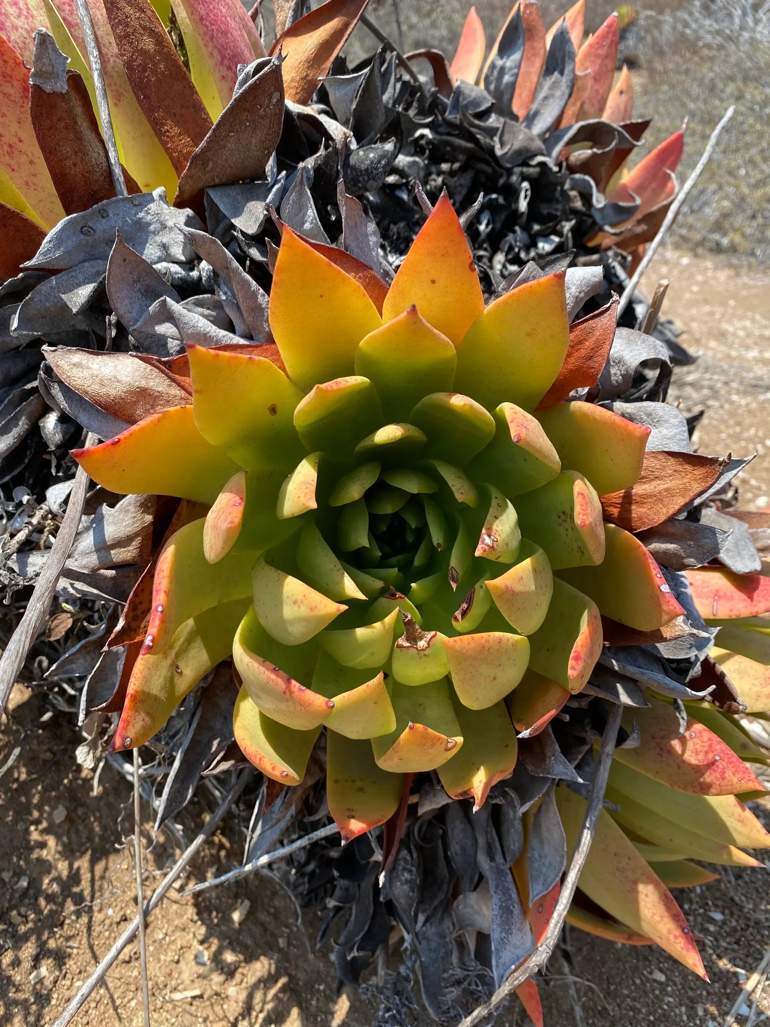 Dudleya (Dudleya Brittonii) — and as a focal point in drought-resistant plantings; attracting pollinators such as hummingbirds, image 73