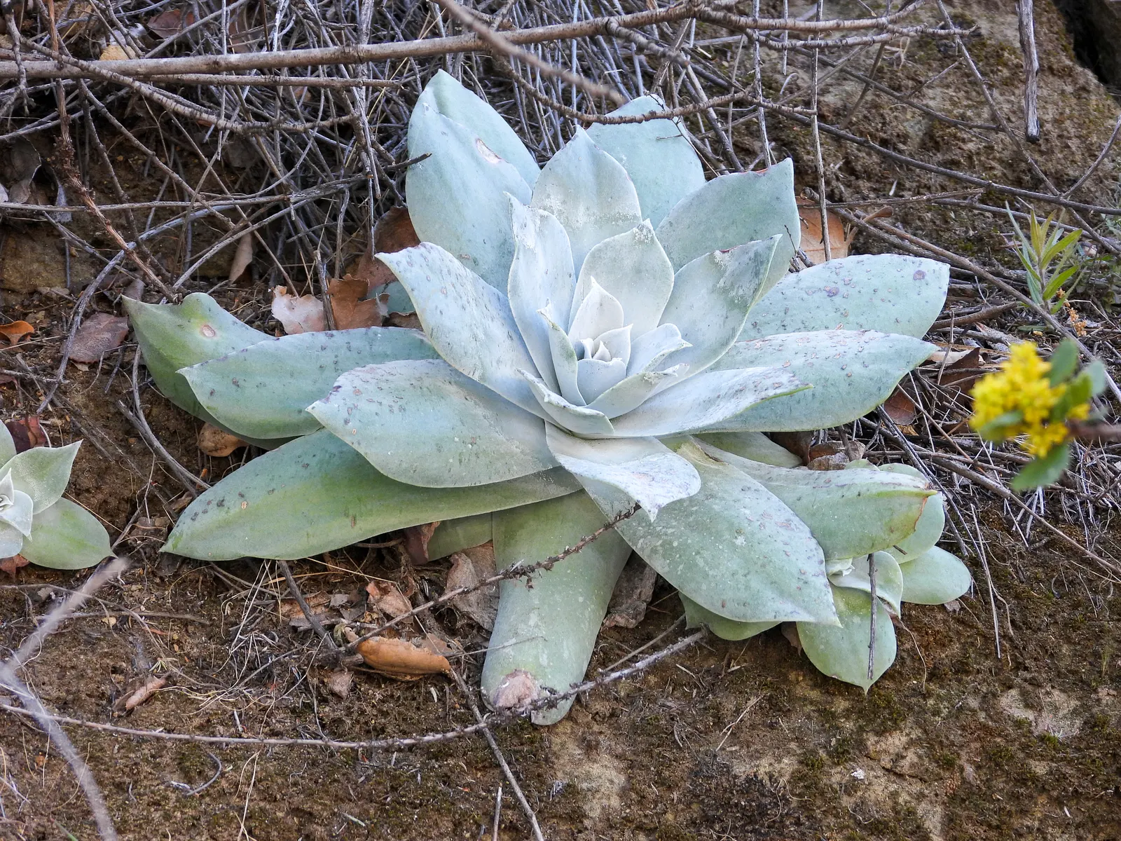 Dudleya (Dudleya Brittonii) — With minimal water needs, it's ideal for drought-tolerant landscapes; adding a bold contrast to rock gardens or as, image 42
