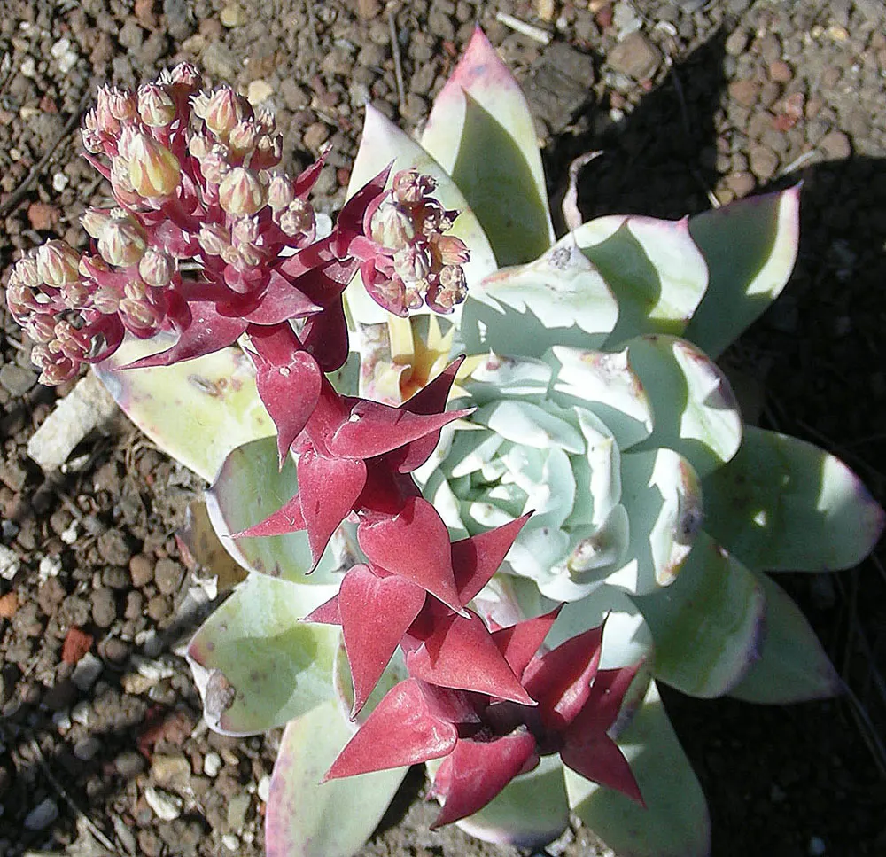 Dudleya (Dudleya Brittonii) — yellow flowers in the garden; reaching up to 18 inches in diameter