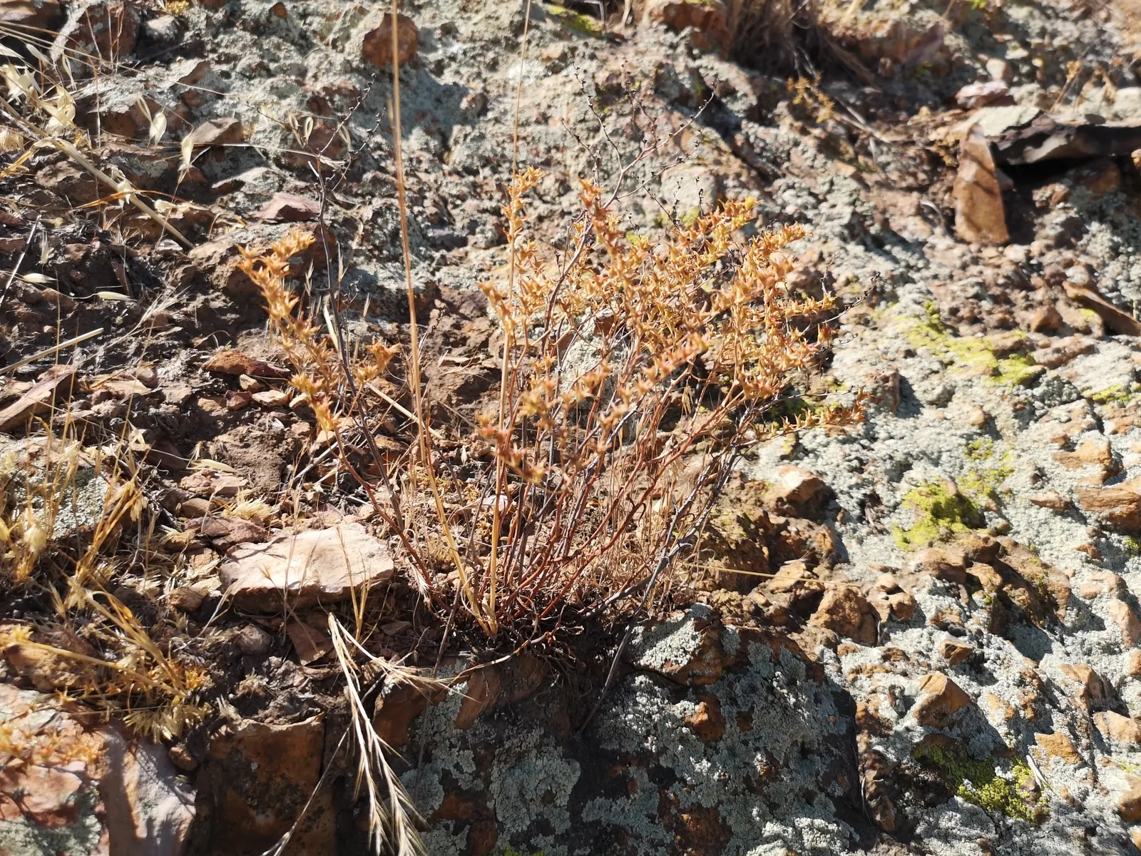 Dudleya (Dudleya Brittonii) — Dudleya brittonii sends up erect; dudleyas produce yellow inflorescences on tall stalks in summer, image 69