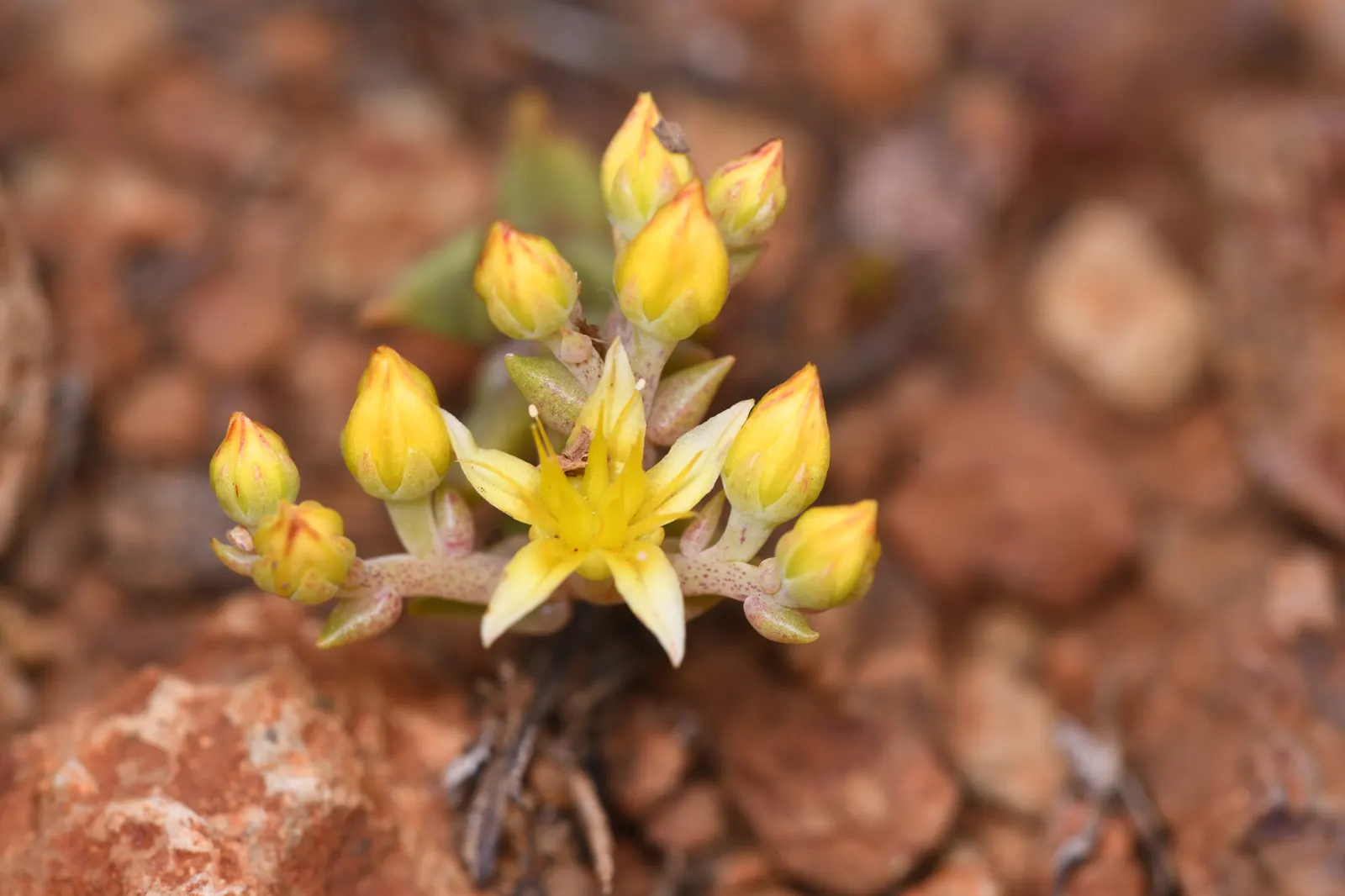 Dudleya (Dudleya Brittonii) — Dudleya brittonii sends up erect; dudleyas produce yellow inflorescences on tall stalks in summer, image 50
