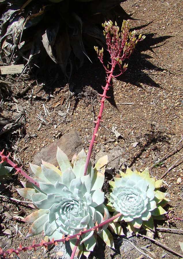 Dudleya (Dudleya Brittonii) — the 'Giant Chalk Dudleya,' is a striking succulent that boasts a rosette of powdery silver leaves; with minimal water, image 39