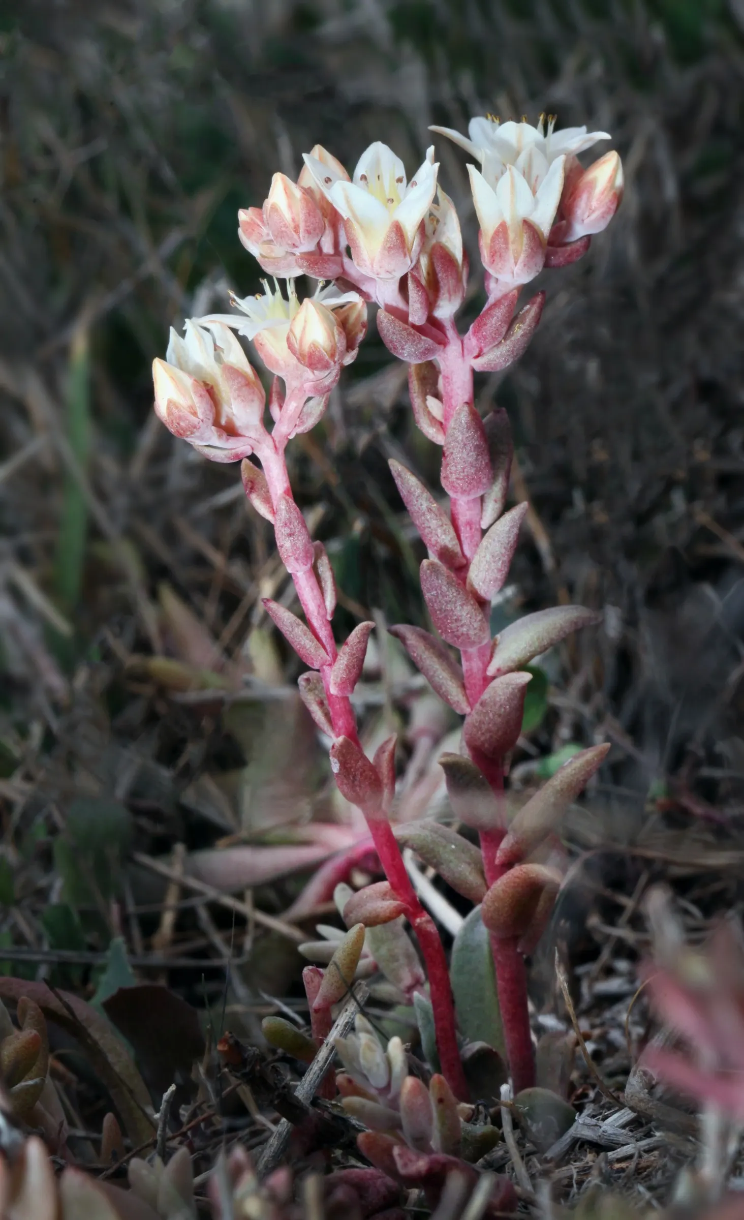 Dudleya (Dudleya Brittonii) — adding a bold contrast to rock gardens or as focal points in xeriscaped designs
