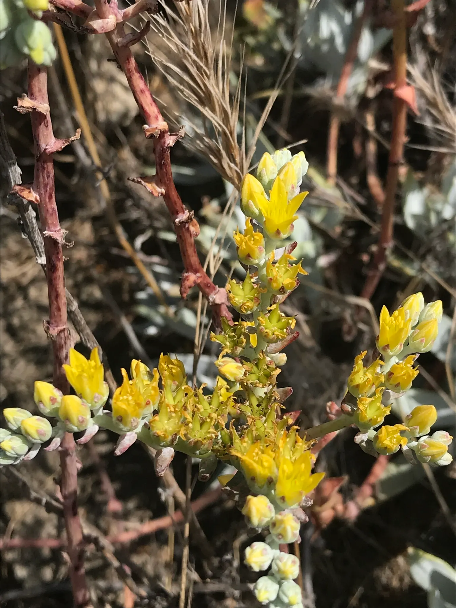 Dudleya (Dudleya Brittonii) — Dudleya brittonii sends up erect