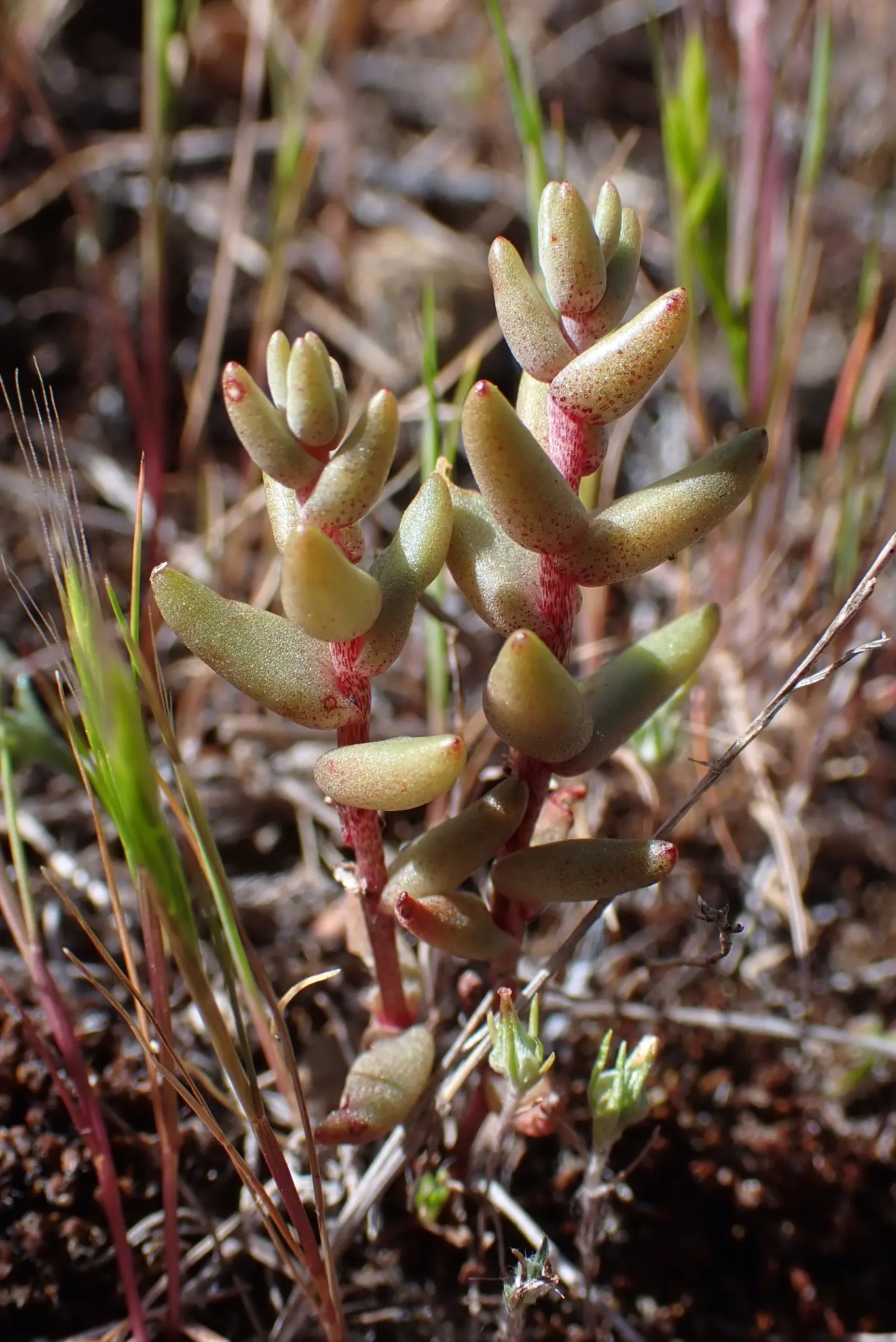 Dudleya (Dudleya Brittonii) — Native to Baja California; these compelling attributes make it an excellent choice for rock gardens, image 46