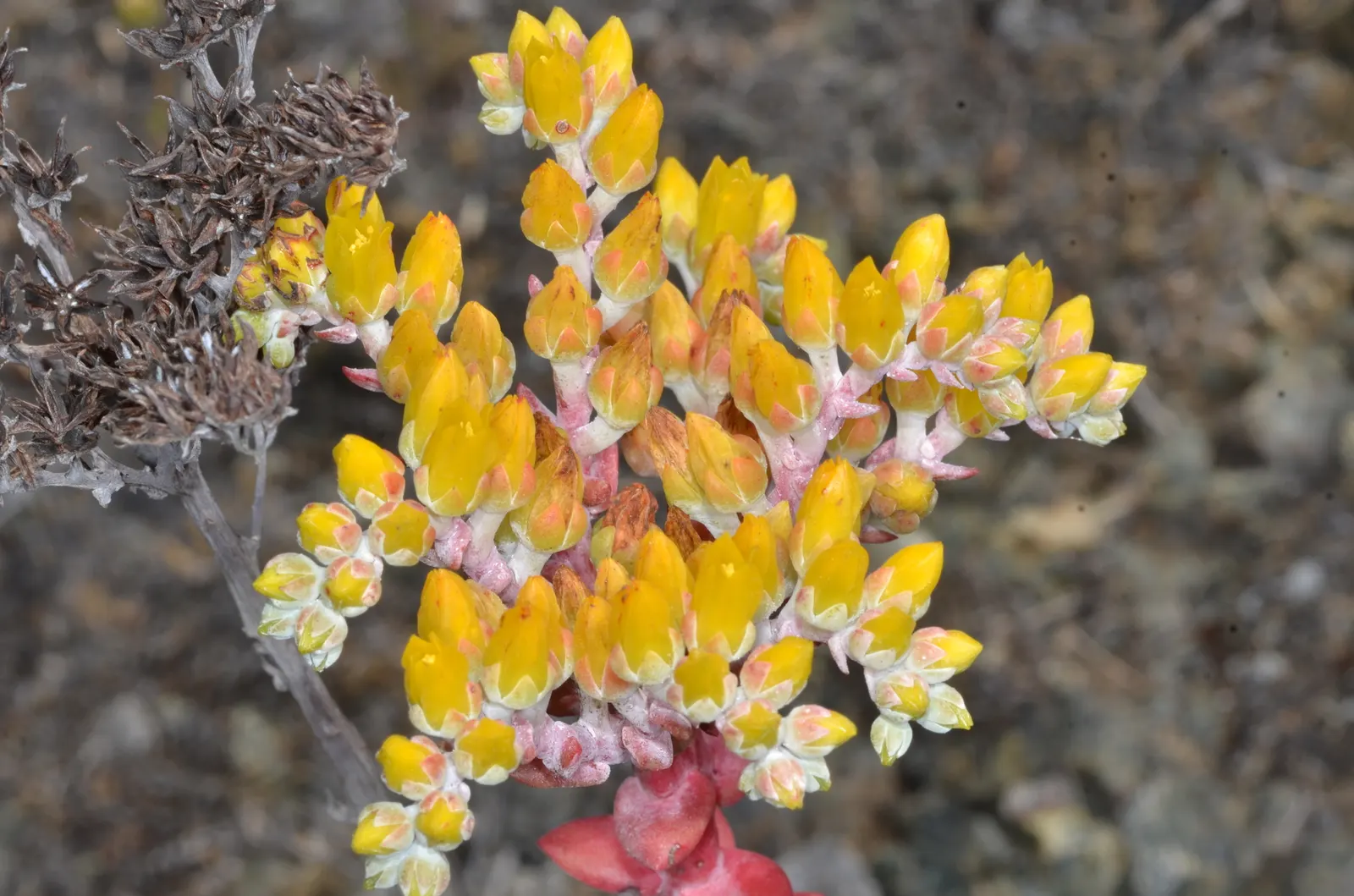 Dudleya (Dudleya Brittonii) — attracting pollinators such as hummingbirds; succulent for full or half, image 52