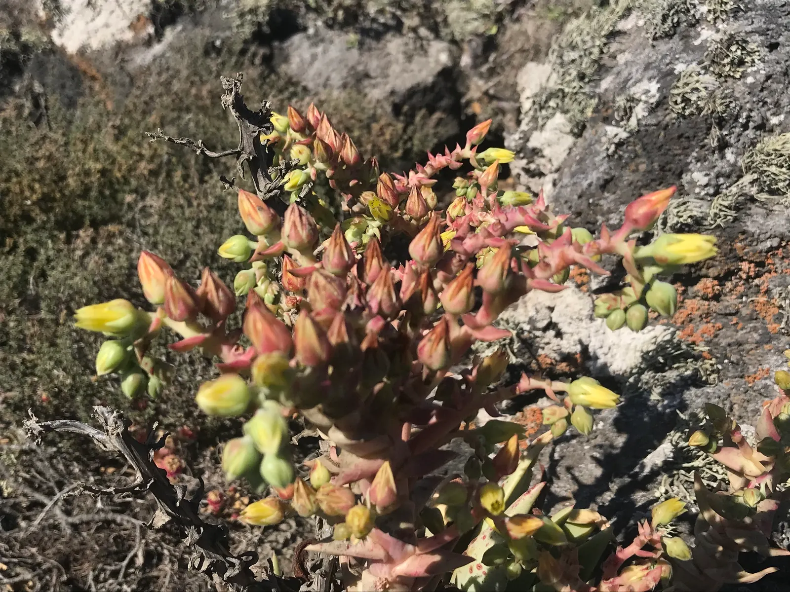 Dudleya (Dudleya Brittonii) — adding a bold contrast to rock gardens or as focal points in xeriscaped designs; the 'Giant Chalk Dudleya,' is a, image 82