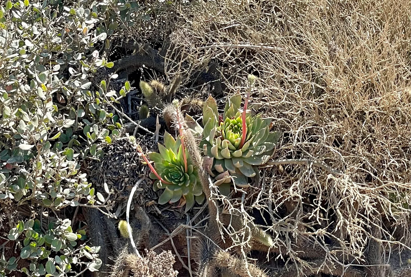 Dudleya (Dudleya Brittonii) — attracting pollinators such as hummingbirds; succulent for full or half, image 71