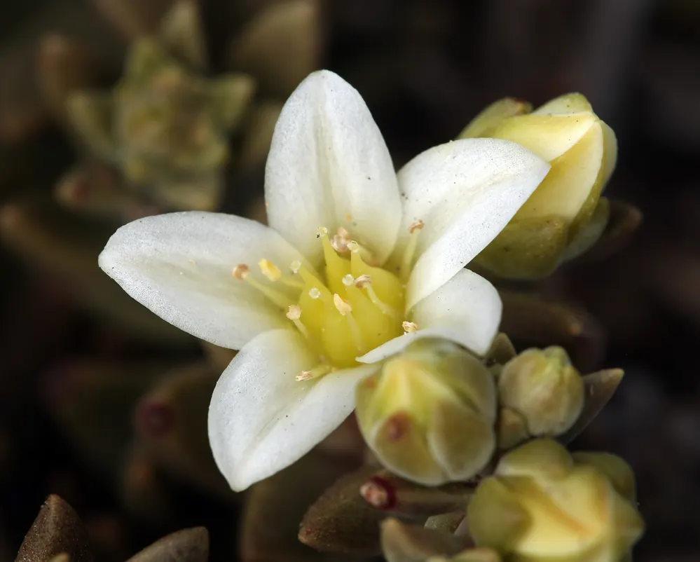 Dudleya (Dudleya Brittonii) — ideally receiving a few hours of direct sunlight daily; yellow flowers in the garden