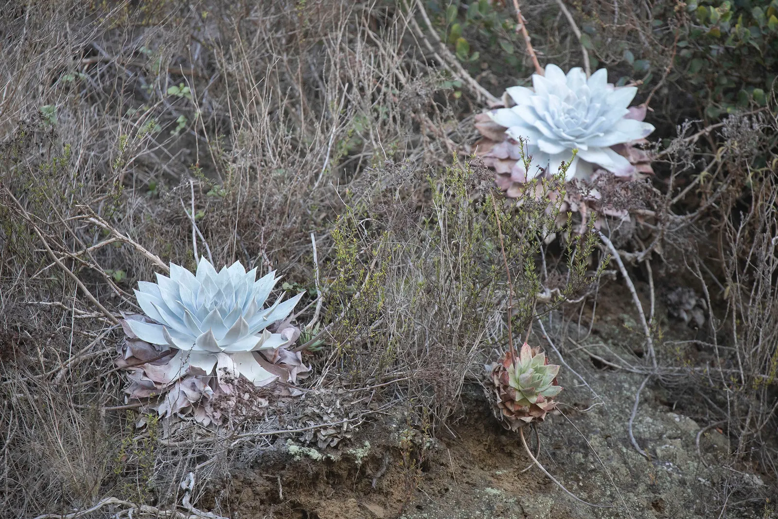 Dudleya (Dudleya Brittonii) — this perennial plant boasts silvery-white rosettes that can reach a substantial diameter of up to 18 inches; this, image 66