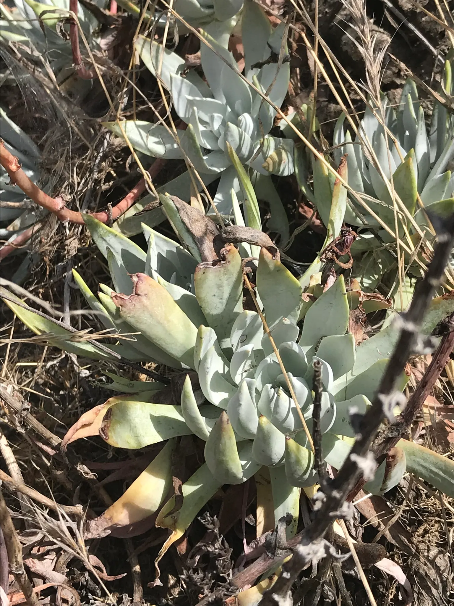 Dudleya (Dudleya Brittonii) — With minimal water needs, it's ideal for drought-tolerant landscapes