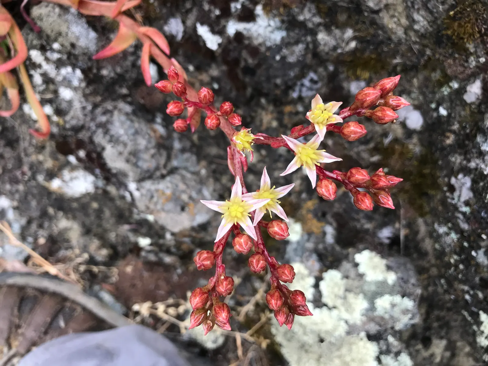 Dudleya (Dudleya Brittonii) — commonly known as Giant Chalk Dudleya or Britton's Dudleya; native to Baja California, image 83
