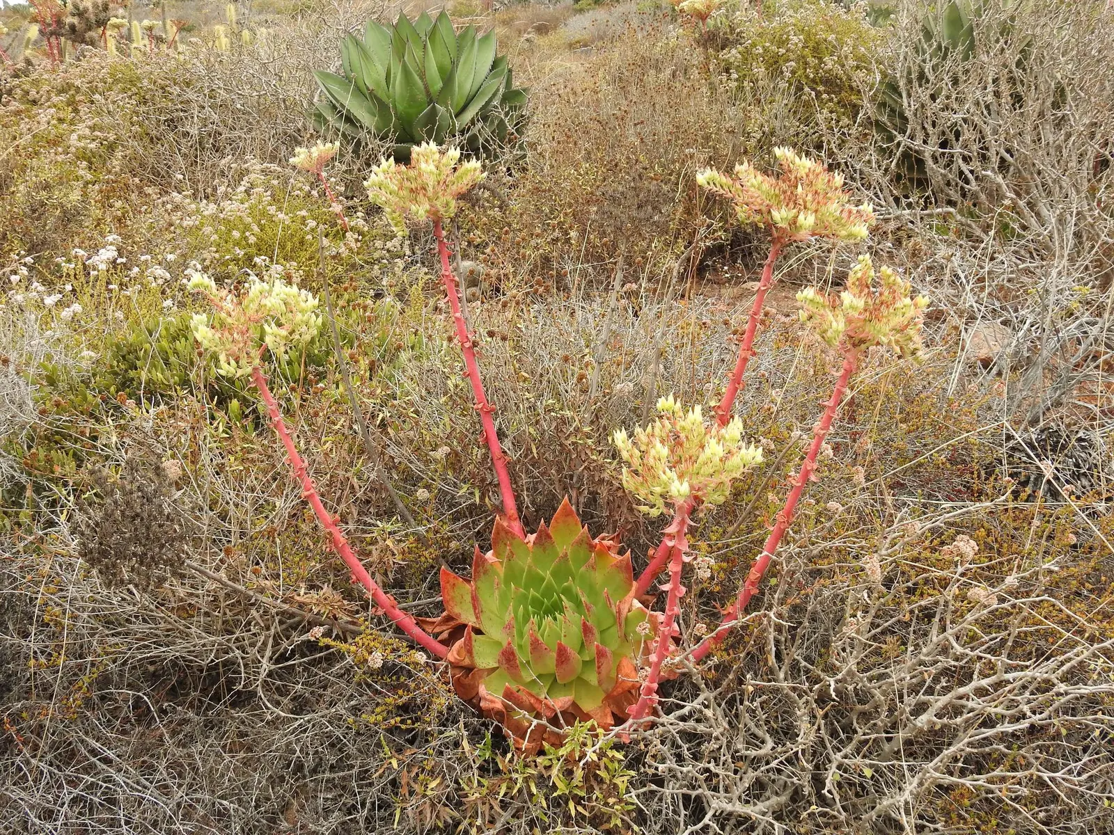 Dudleya (Dudleya Brittonii) — With minimal water needs, it's ideal for drought-tolerant landscapes; adding a bold contrast to rock gardens or as, image 61