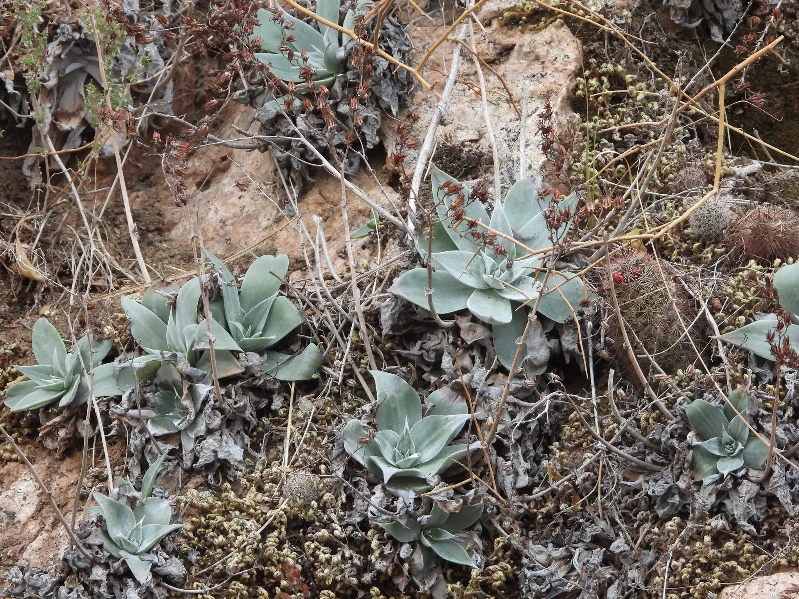Dudleya (Dudleya Brittonii) — succulent with yellow blooms; this perennial plant boasts silvery-white rosettes that can reach a substantial diameter of up to