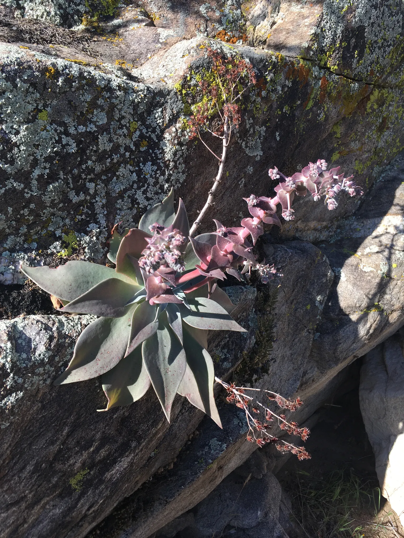 Dudleya (Dudleya Brittonii) — yellow flowers in the garden