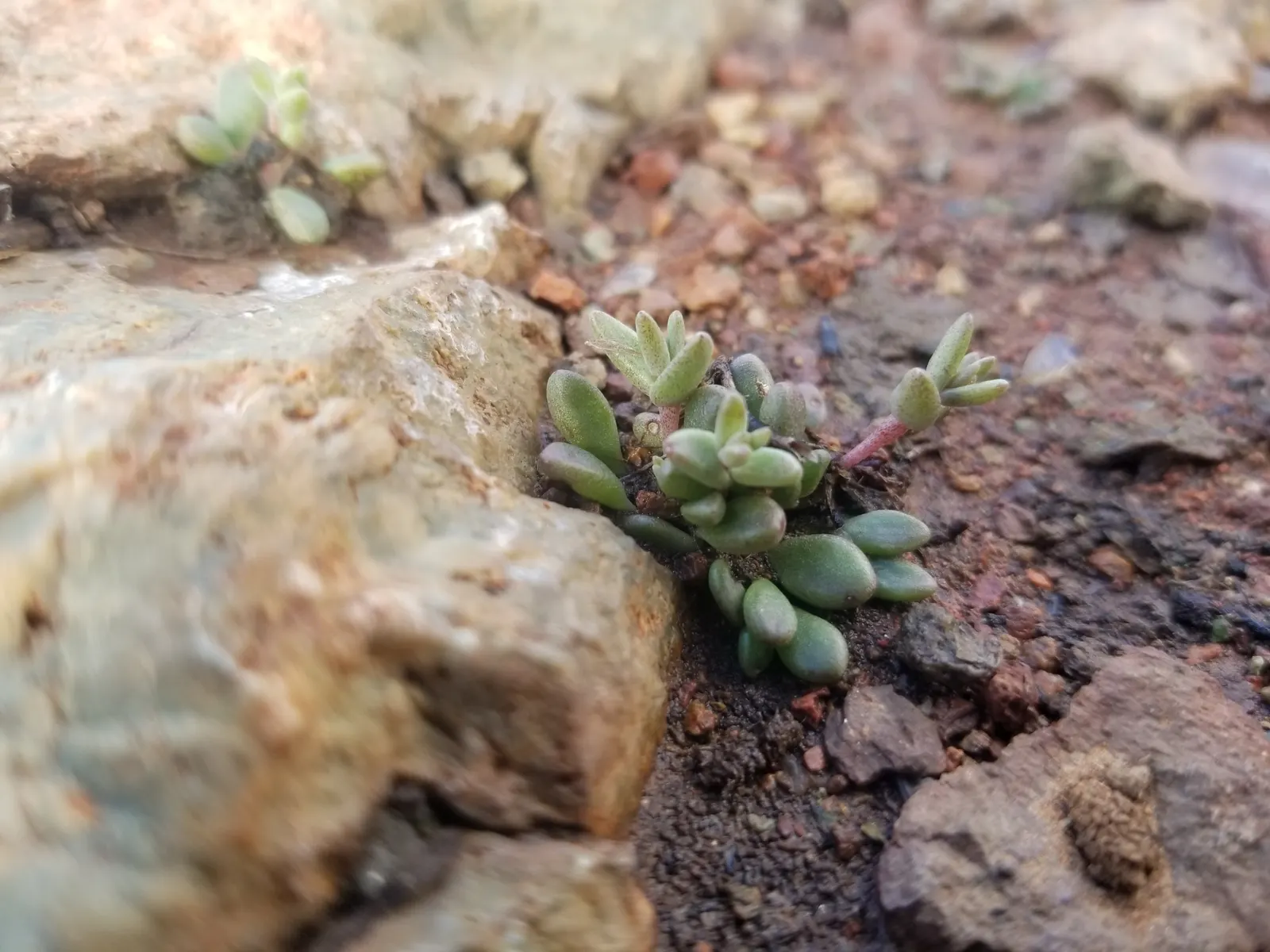 Dudleya (Dudleya Brittonii) — commonly known as Giant Chalk Dudleya or Britton's Dudleya; native to Baja California, image 64