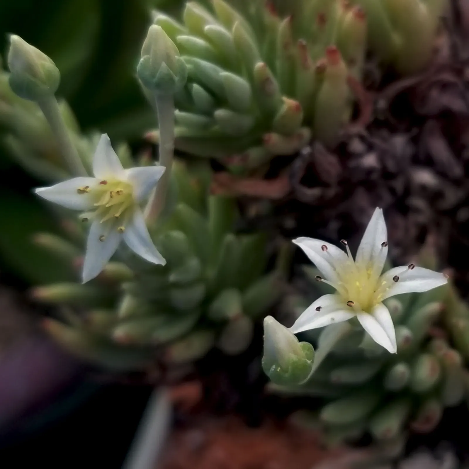 Dudleya (Dudleya Brittonii) — Dudleya brittonii sends up erect; dudleyas produce yellow inflorescences on tall stalks in summer