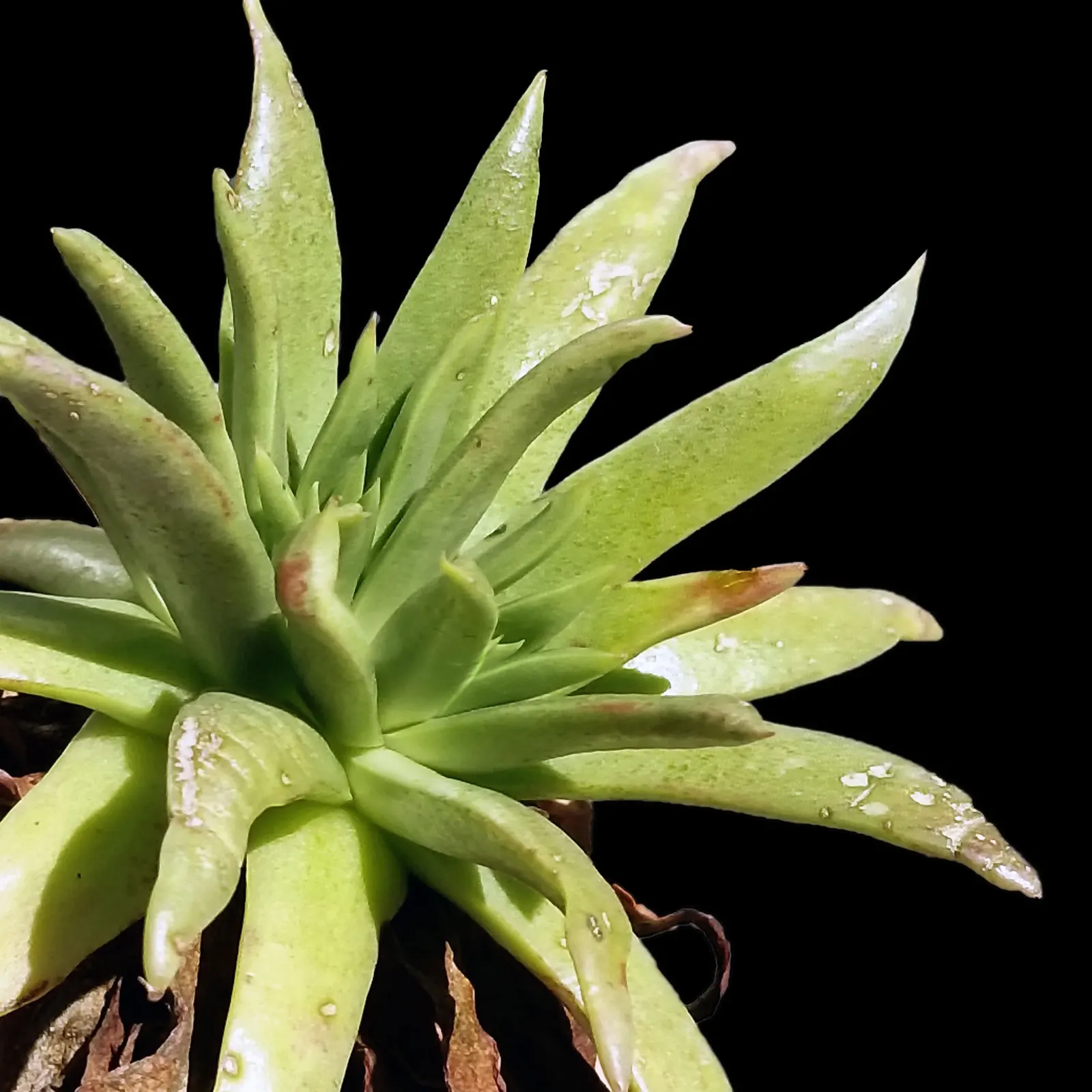 Dudleya (Dudleya Brittonii) — this perennial plant boasts silvery-white rosettes that can reach a substantial diameter of up to 18 inches