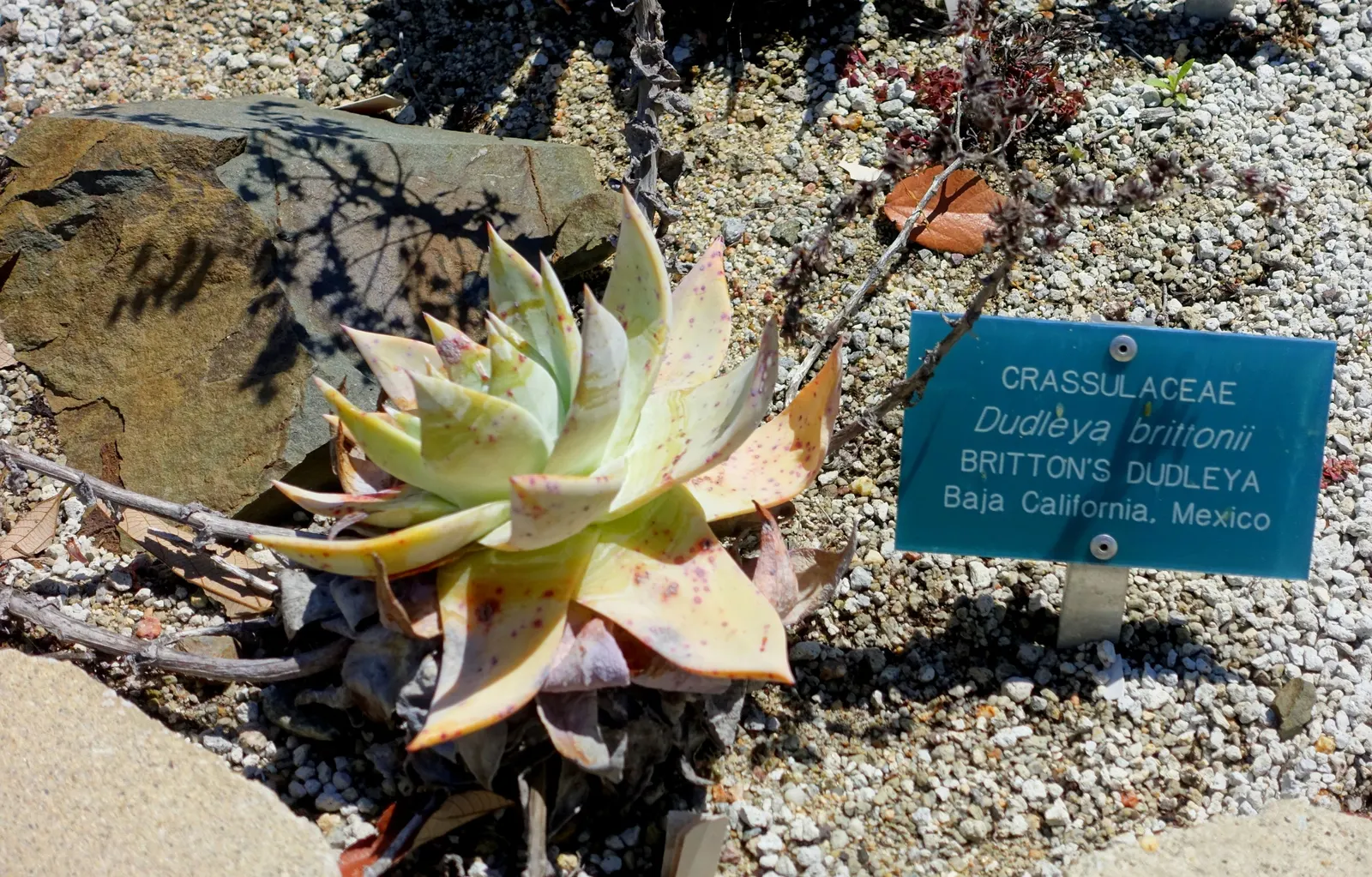 Dudleya (Dudleya Brittonii) — Dudleyas produce yellow inflorescences on tall stalks in summer; up to 2-foot tall inflorescences capped with, image 81