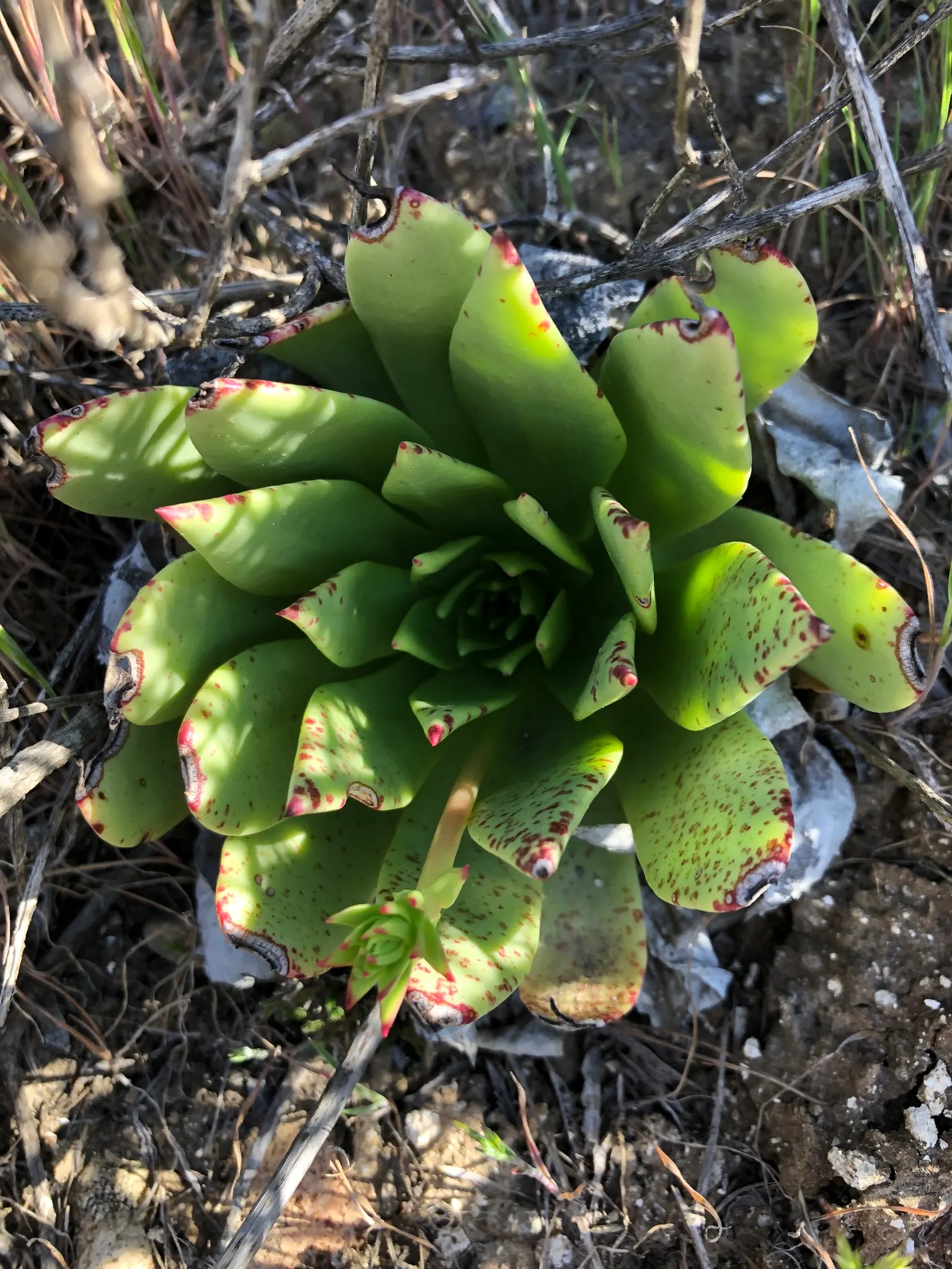 Dudleya (Dudleya Brittonii) — succulent for full or half; and as a focal point in drought-resistant plantings