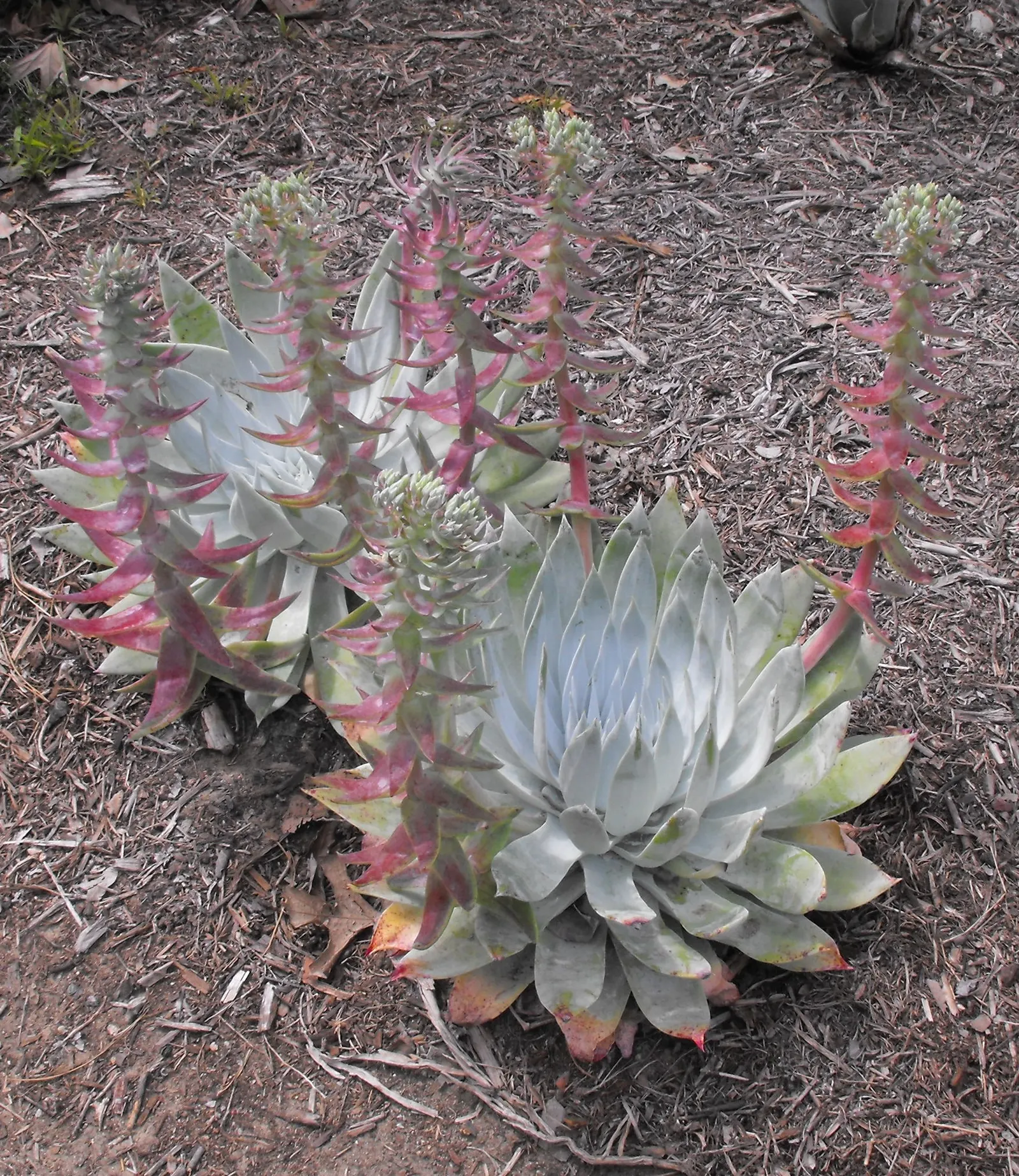 Dudleya (Dudleya Brittonii) — this perennial plant boasts silvery-white rosettes that can reach a substantial diameter of up to 18 inches; this plant prefers
