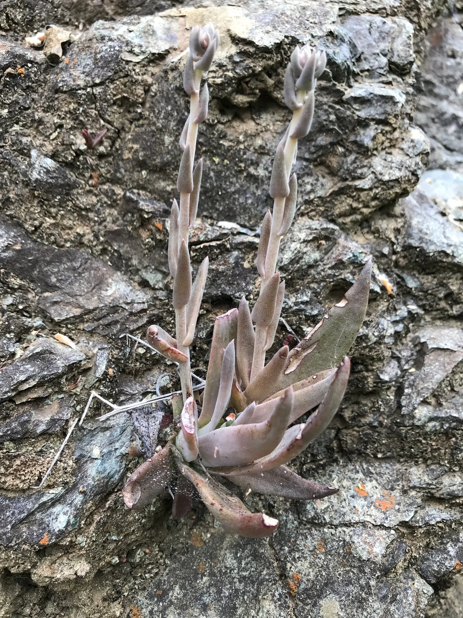 Dudleya (Dudleya Brittonii) — and as a focal point in drought-resistant plantings; attracting pollinators such as hummingbirds, image 54