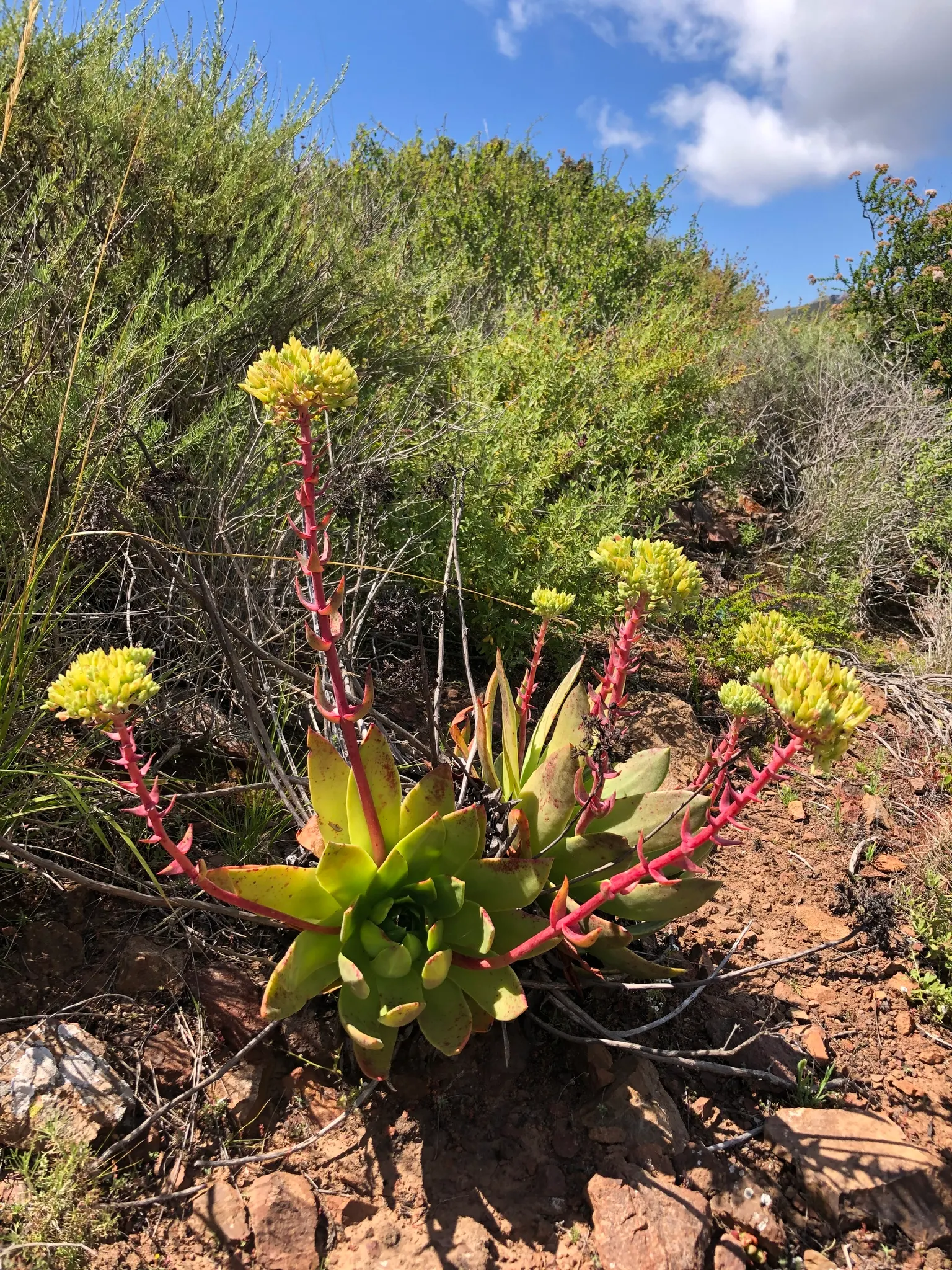 Dudleya (Dudleya Brittonii) — It requires minimal maintenance and is best positioned in full sun to partial shade, image 29