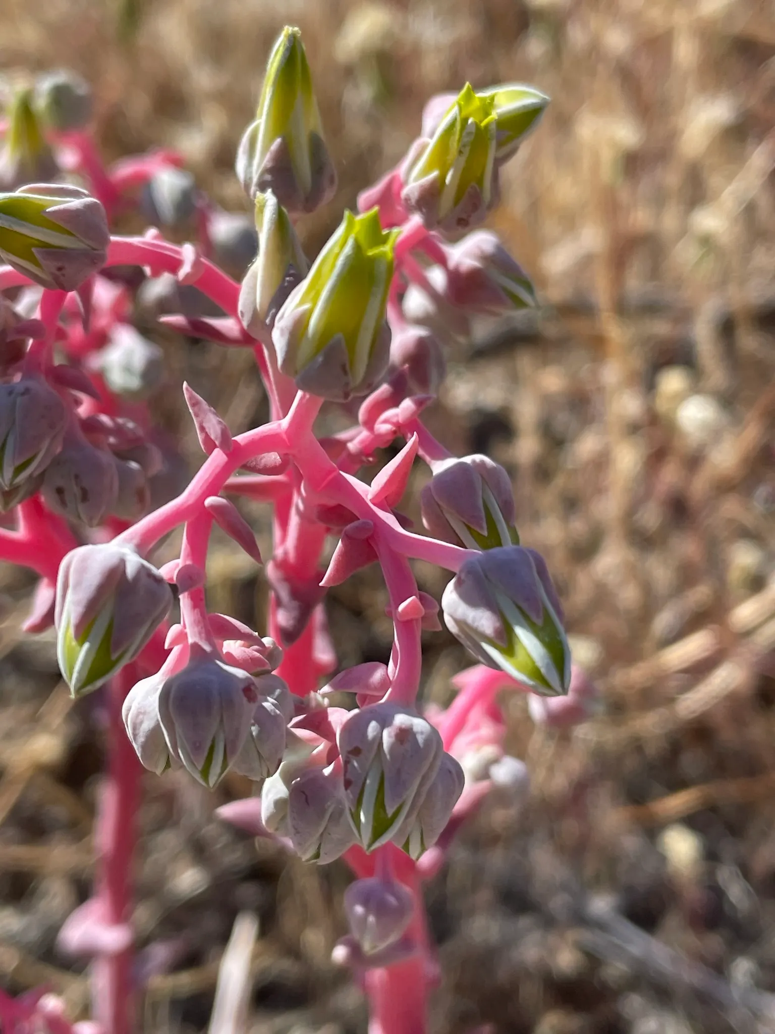 Dudleya (Dudleya Brittonii) — These compelling attributes make it an excellent choice for rock gardens; commonly known as Giant Chalk Dudleya or Britton's
