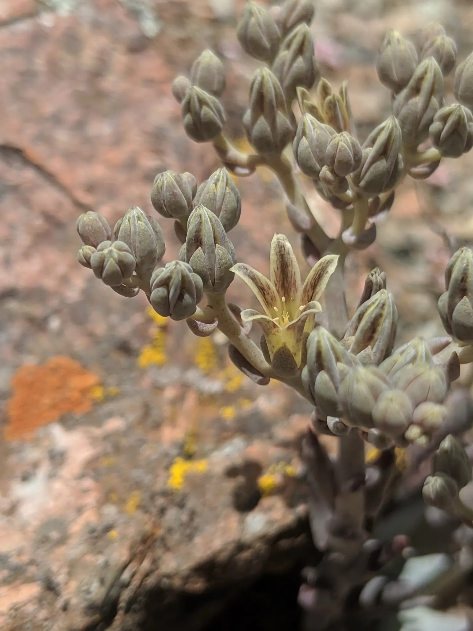 Dudleya (Dudleya Brittonii) — Native to Baja California; these compelling attributes make it an excellent choice for rock gardens, image 84