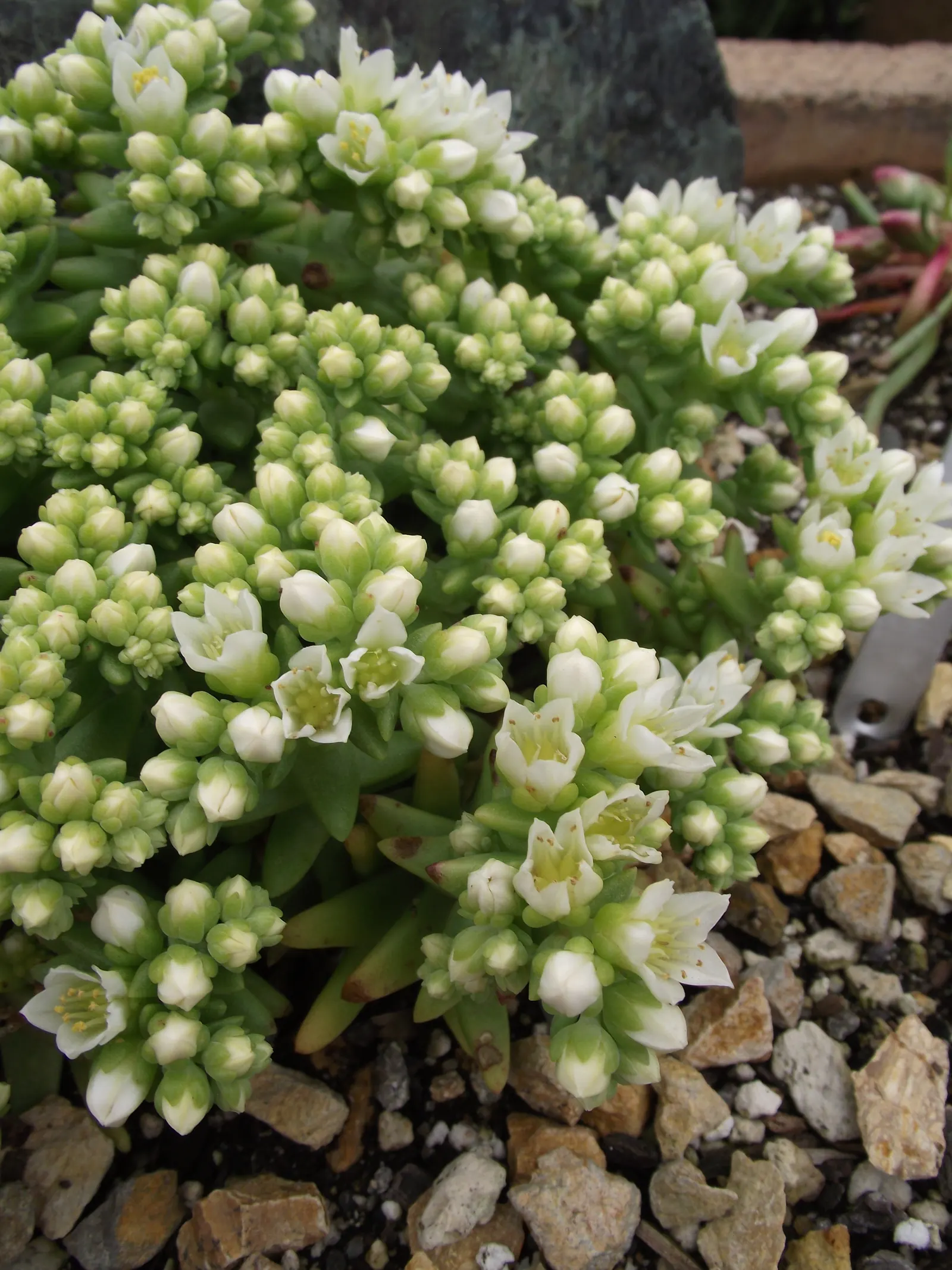 Dudleya (Dudleya Brittonii) — adding a bold contrast to rock gardens or as focal points in xeriscaped designs; the 'Giant Chalk Dudleya,' is a striking