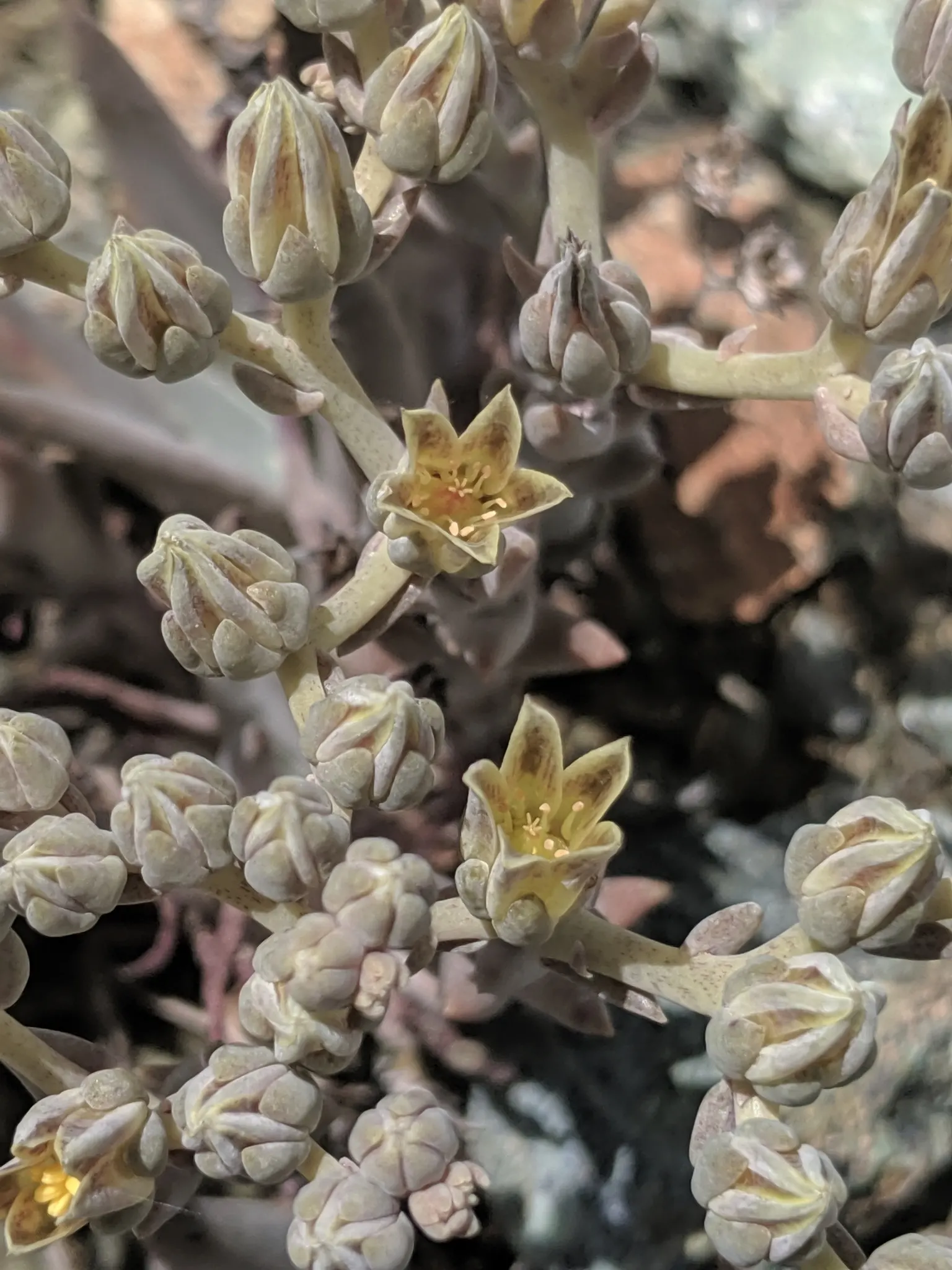 Dudleya (Dudleya Brittonii) — yellow flowers in the garden; reaching up to 18 inches in diameter, image 74