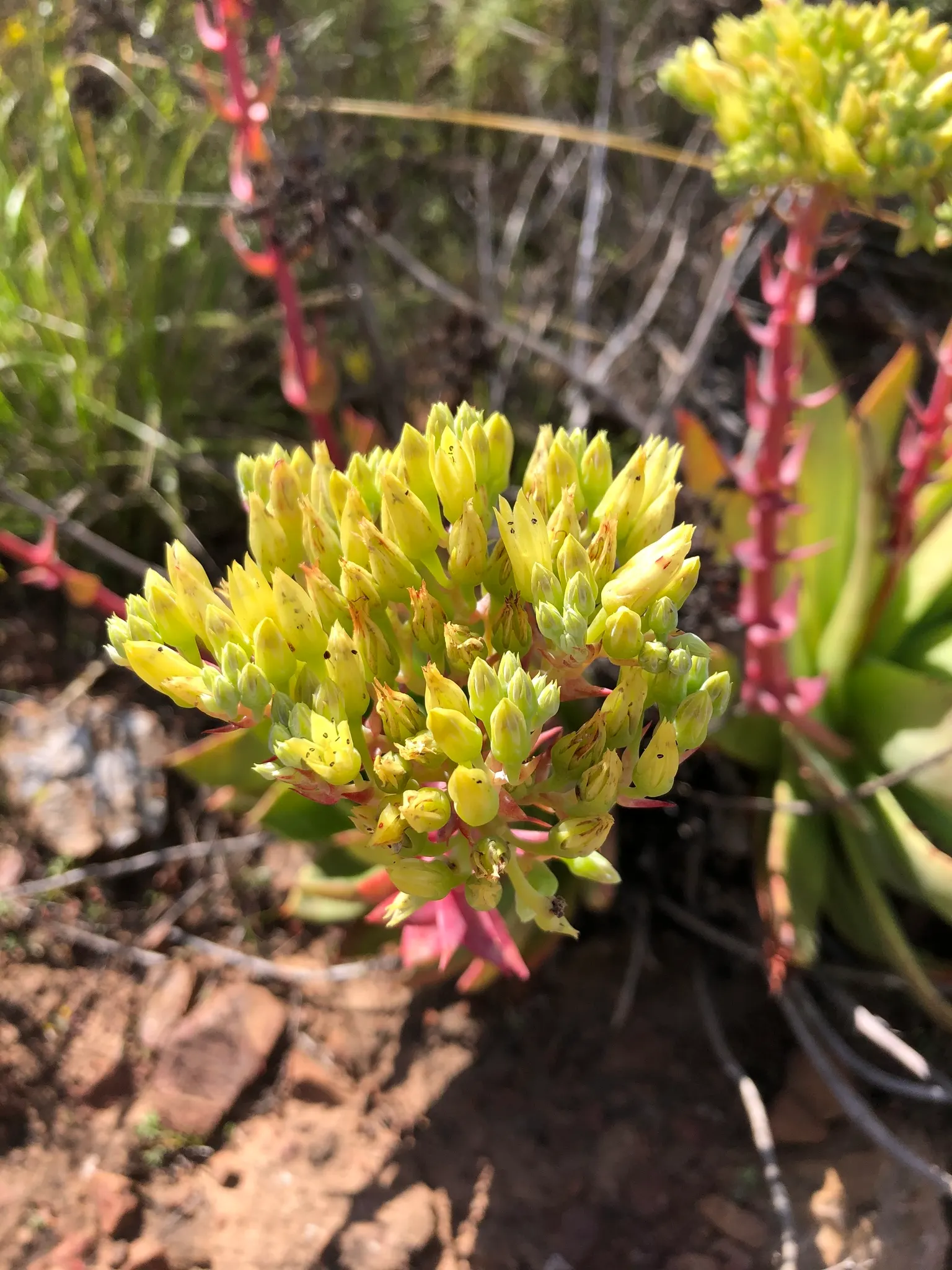 Dudleya (Dudleya Brittonii) — and as a focal point in drought-resistant plantings; attracting pollinators such as hummingbirds