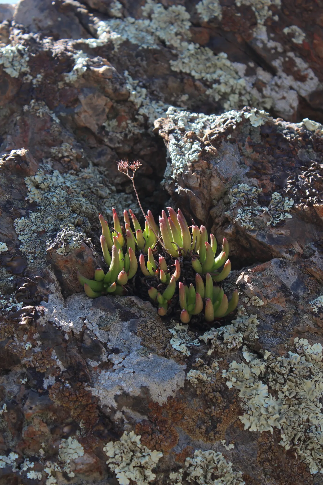 Dudleya (Dudleya Brittonii) — This plant prefers well-drained soil and thrives in USDA zones 9-11; succulent with yellow blooms, image 60