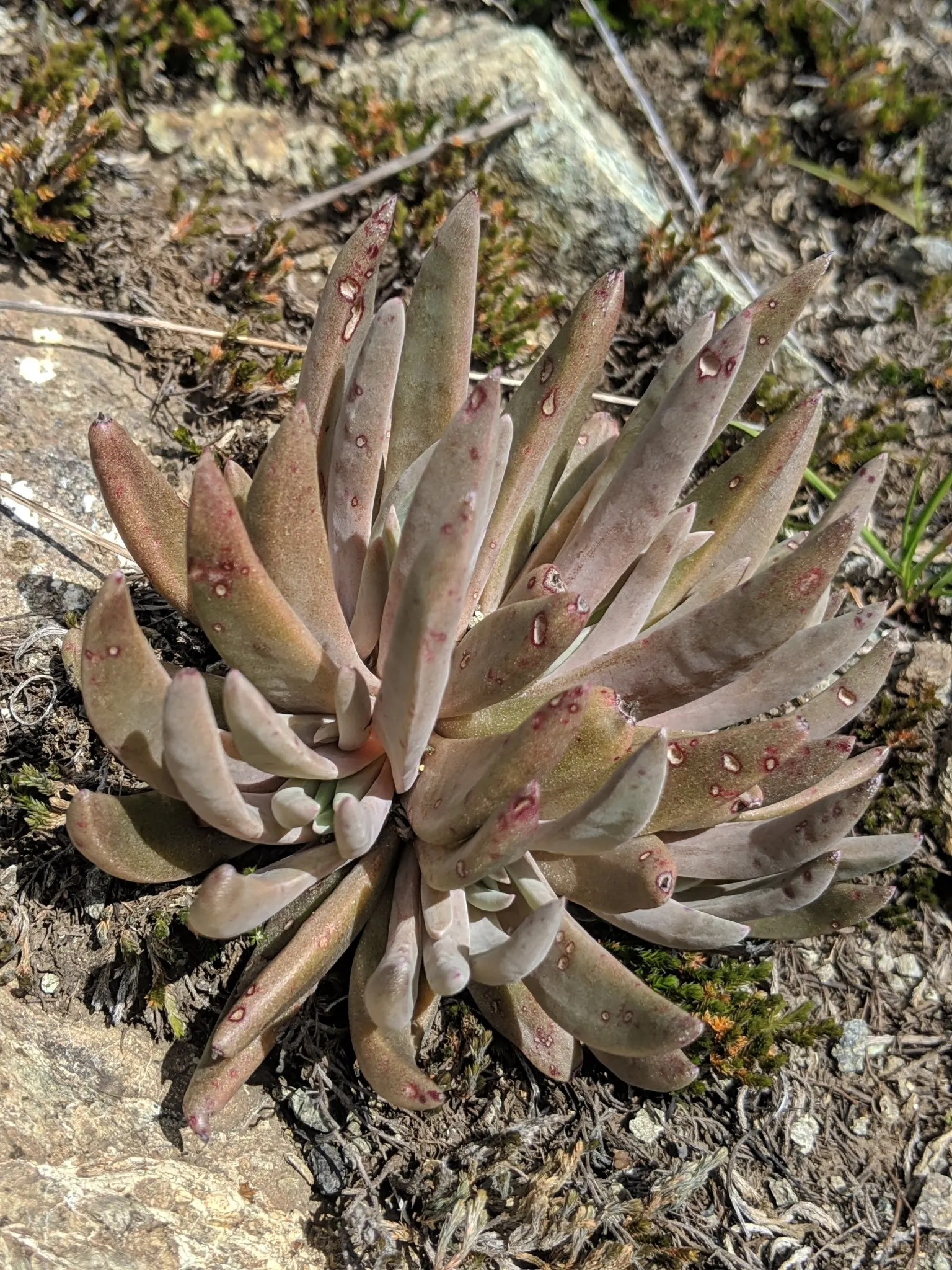 Dudleya (Dudleya Brittonii) — These compelling attributes make it an excellent choice for rock gardens