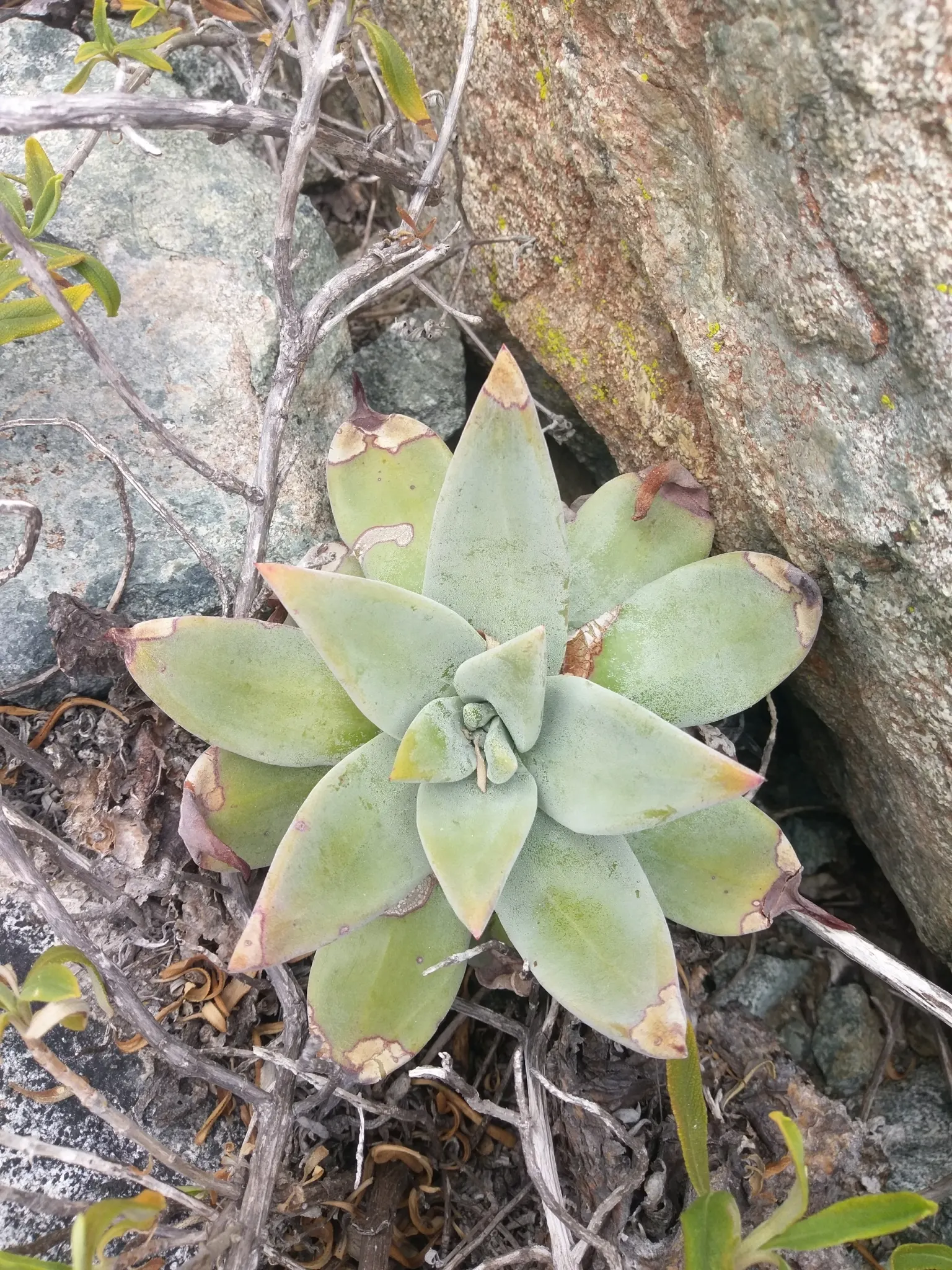 Dudleya (Dudleya Brittonii) — attracting pollinators such as hummingbirds