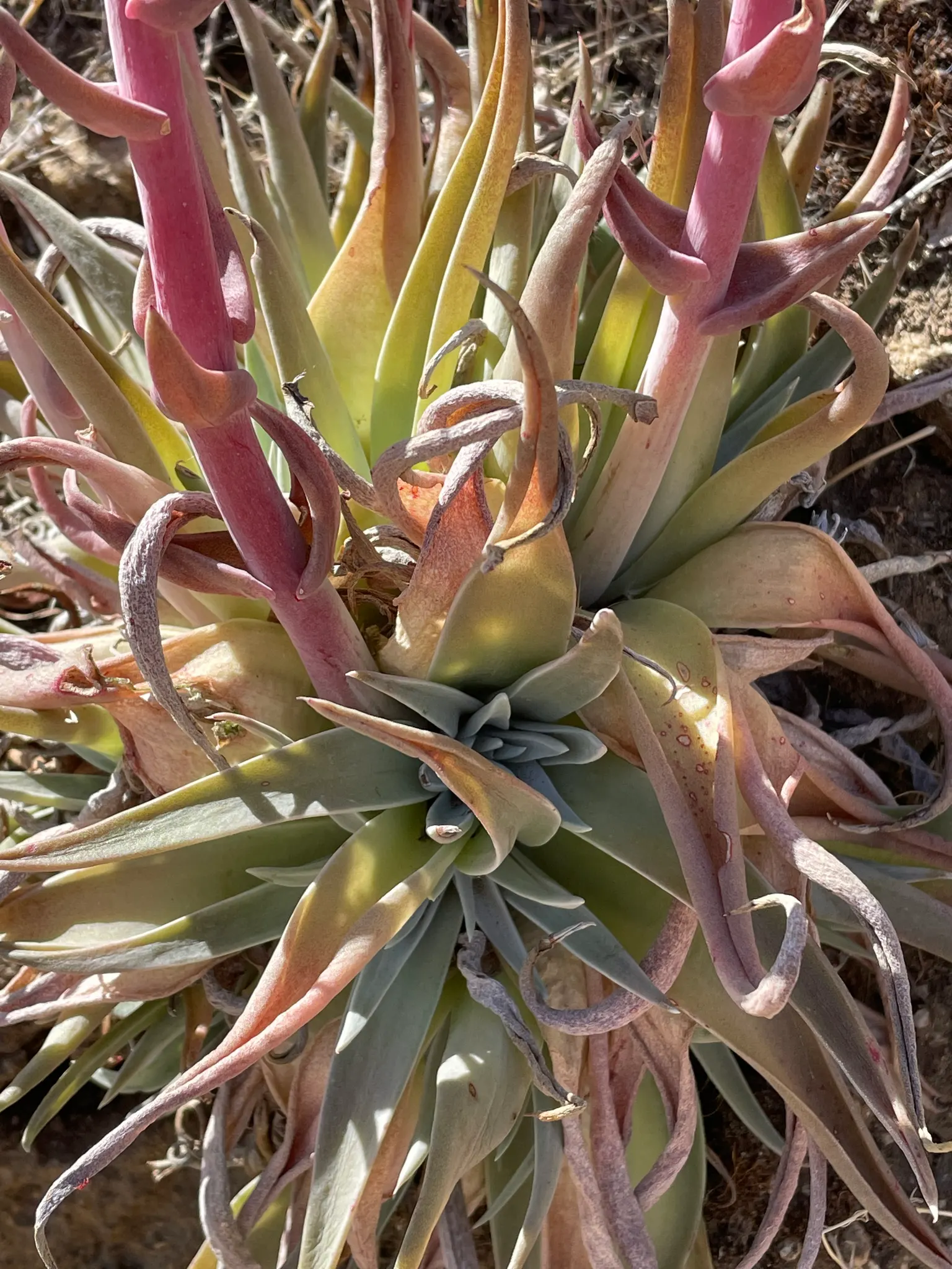 Dudleya (Dudleya Brittonii) — the 'Giant Chalk Dudleya,' is a striking succulent that boasts a rosette of powdery silver leaves; with minimal water, image 58